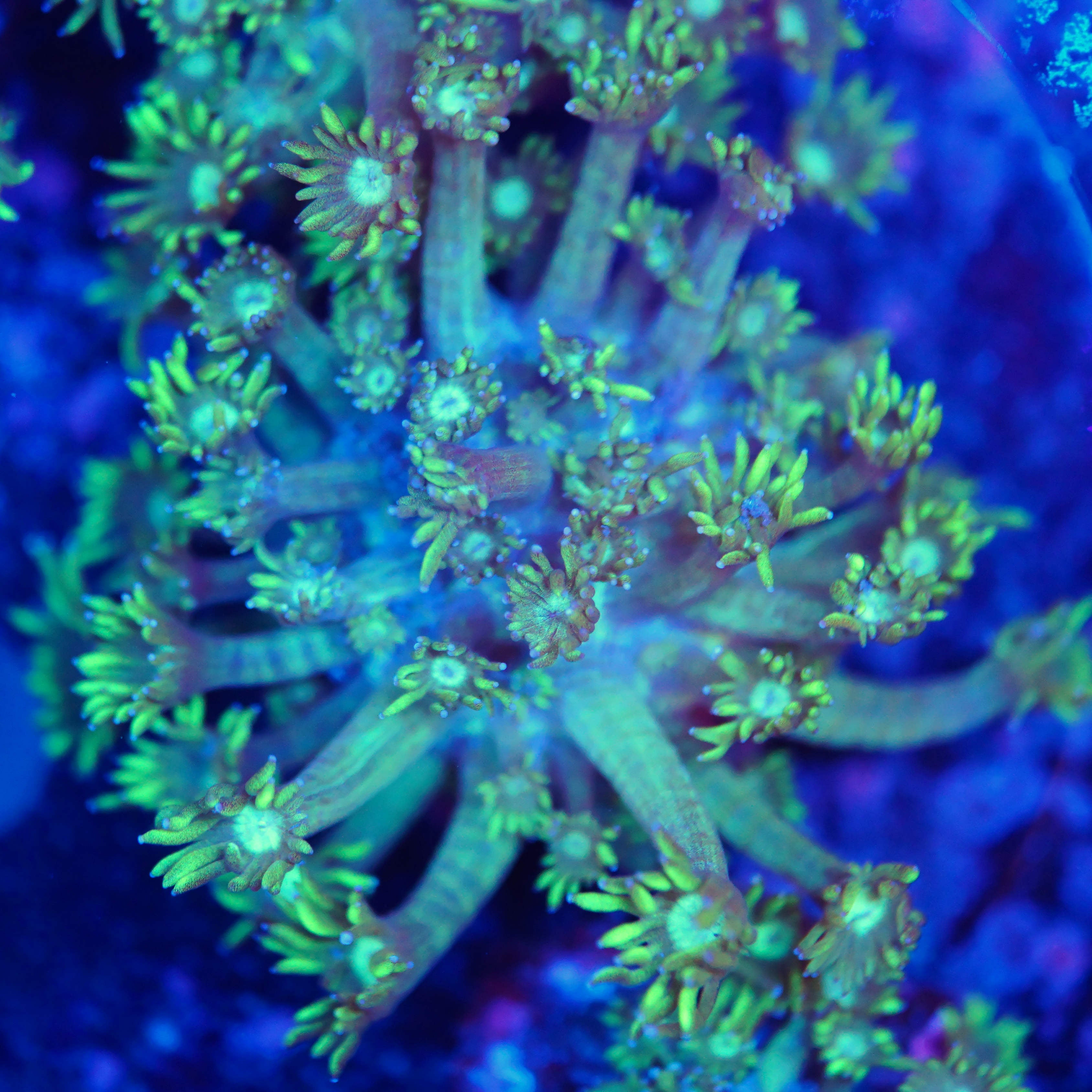 Goniopora metallic green