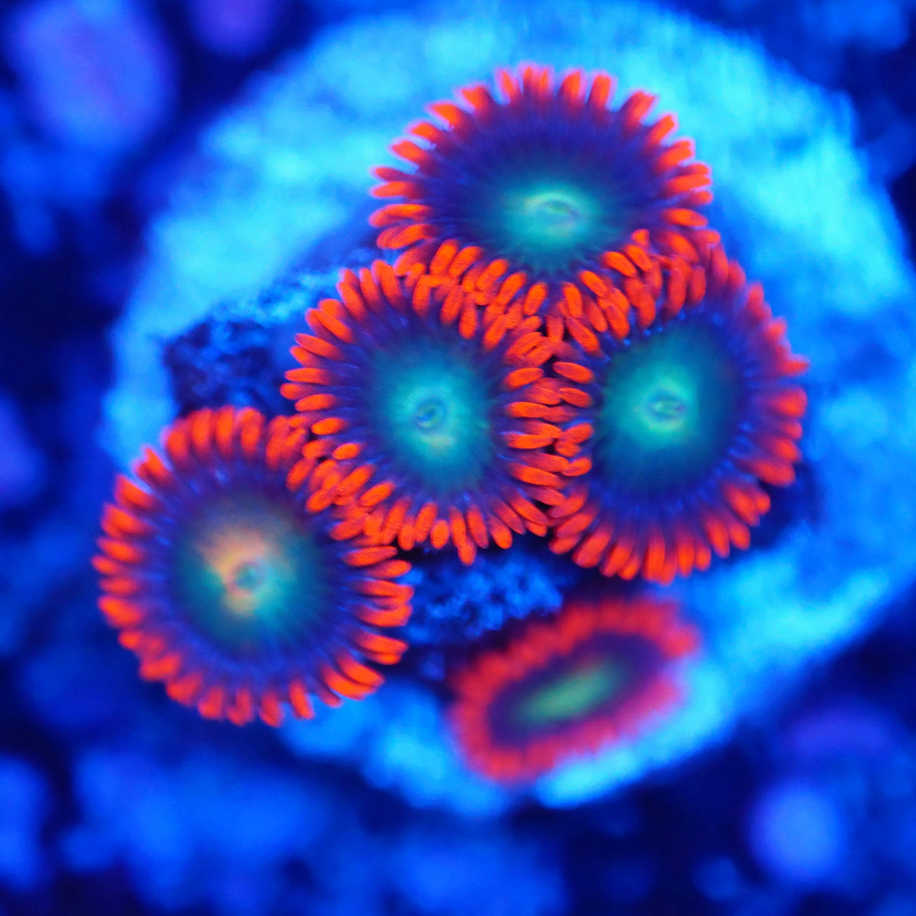 Zoanthus mandarin red