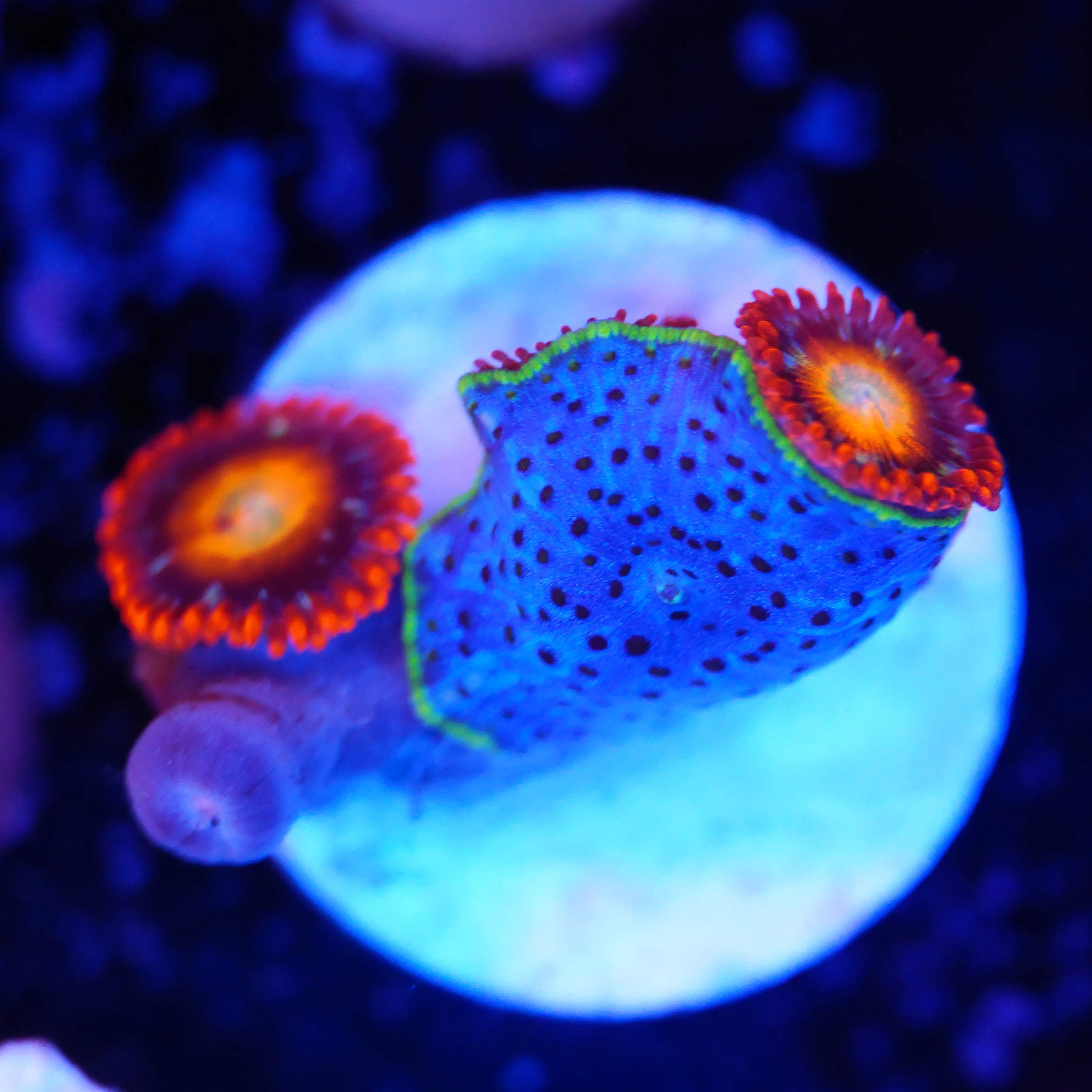 Zoanthus tequilla sunrise / Discosoma mix WYSIWYG