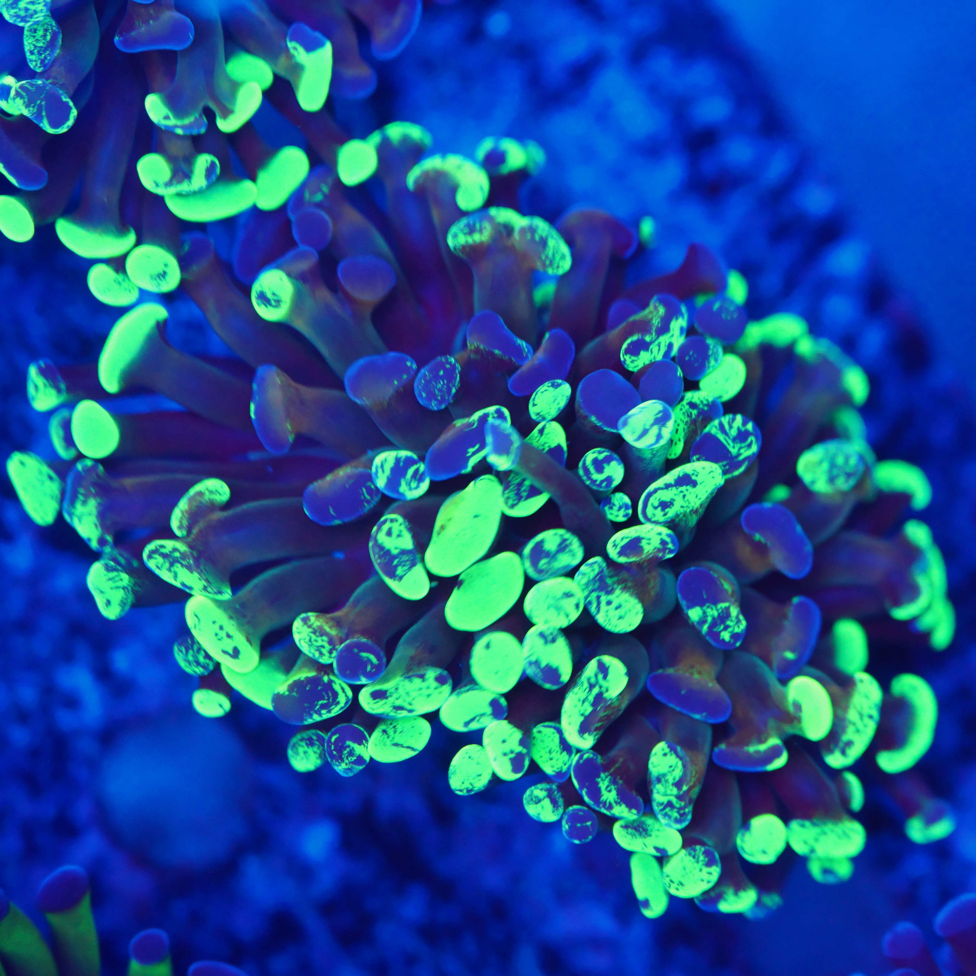 Euphyllia Paraancora splash / golden glow