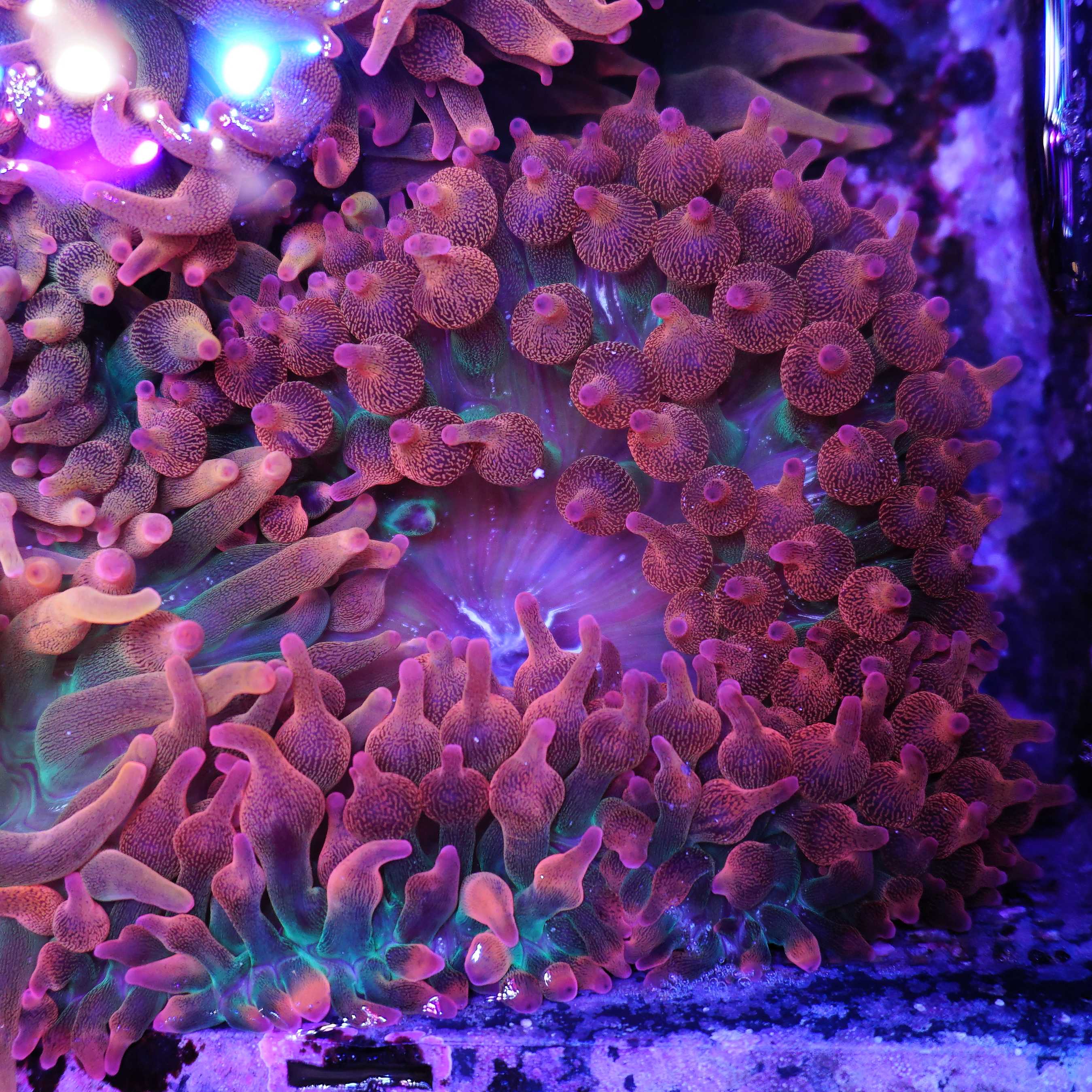 Entacmaea quadricolor Sunburst