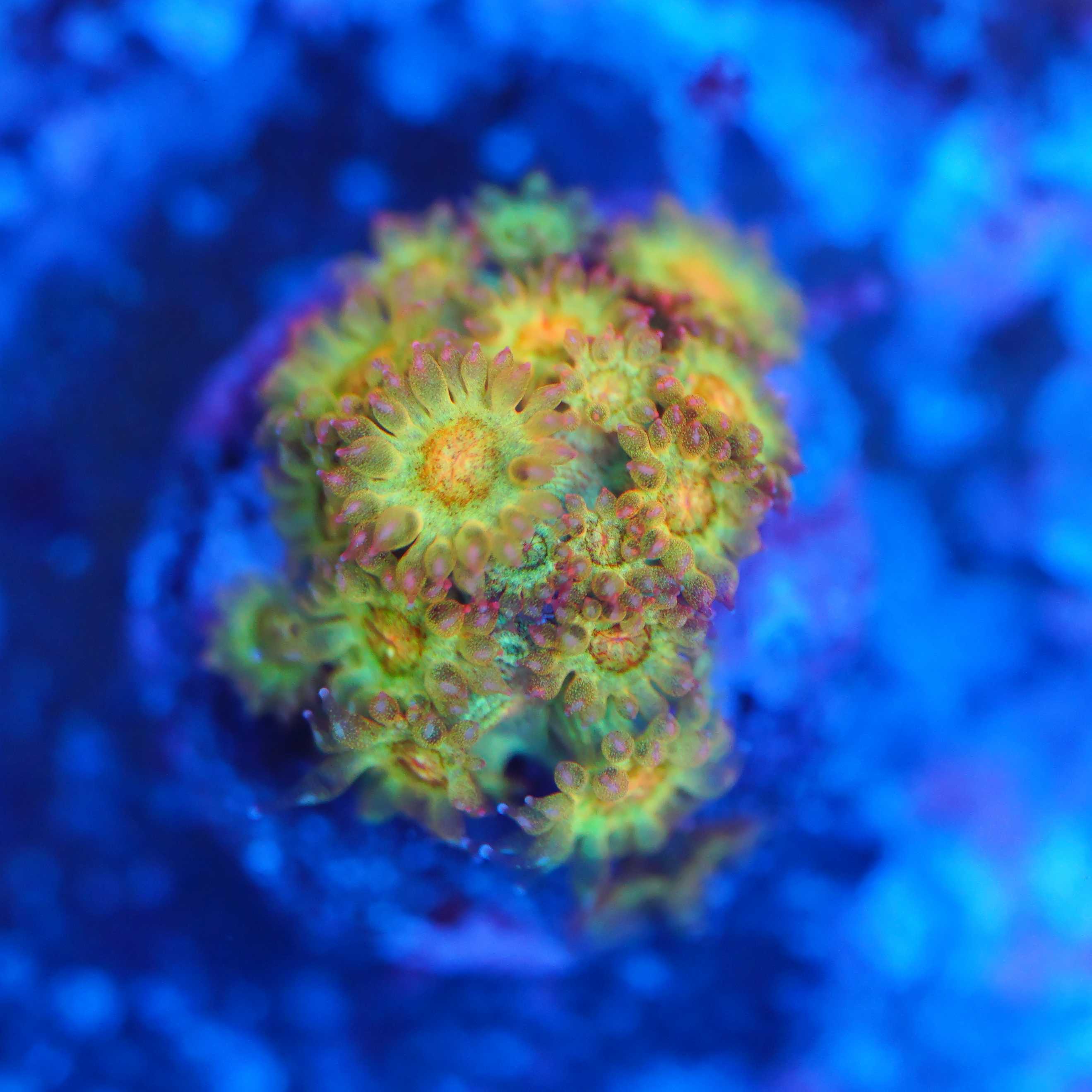 Goniopora / Bernadpora Gold Nugget