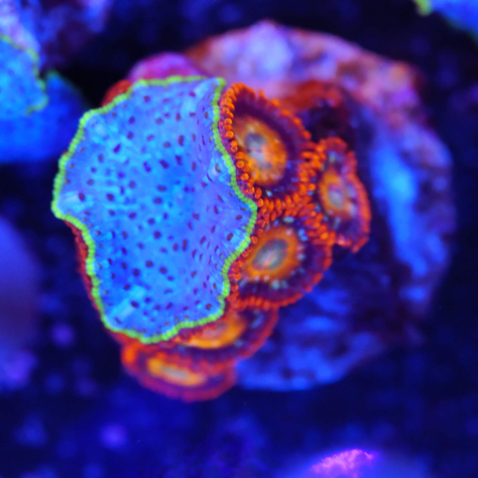 Zoanthus tequilla sunrise / Discosoma mix WYSIWYG