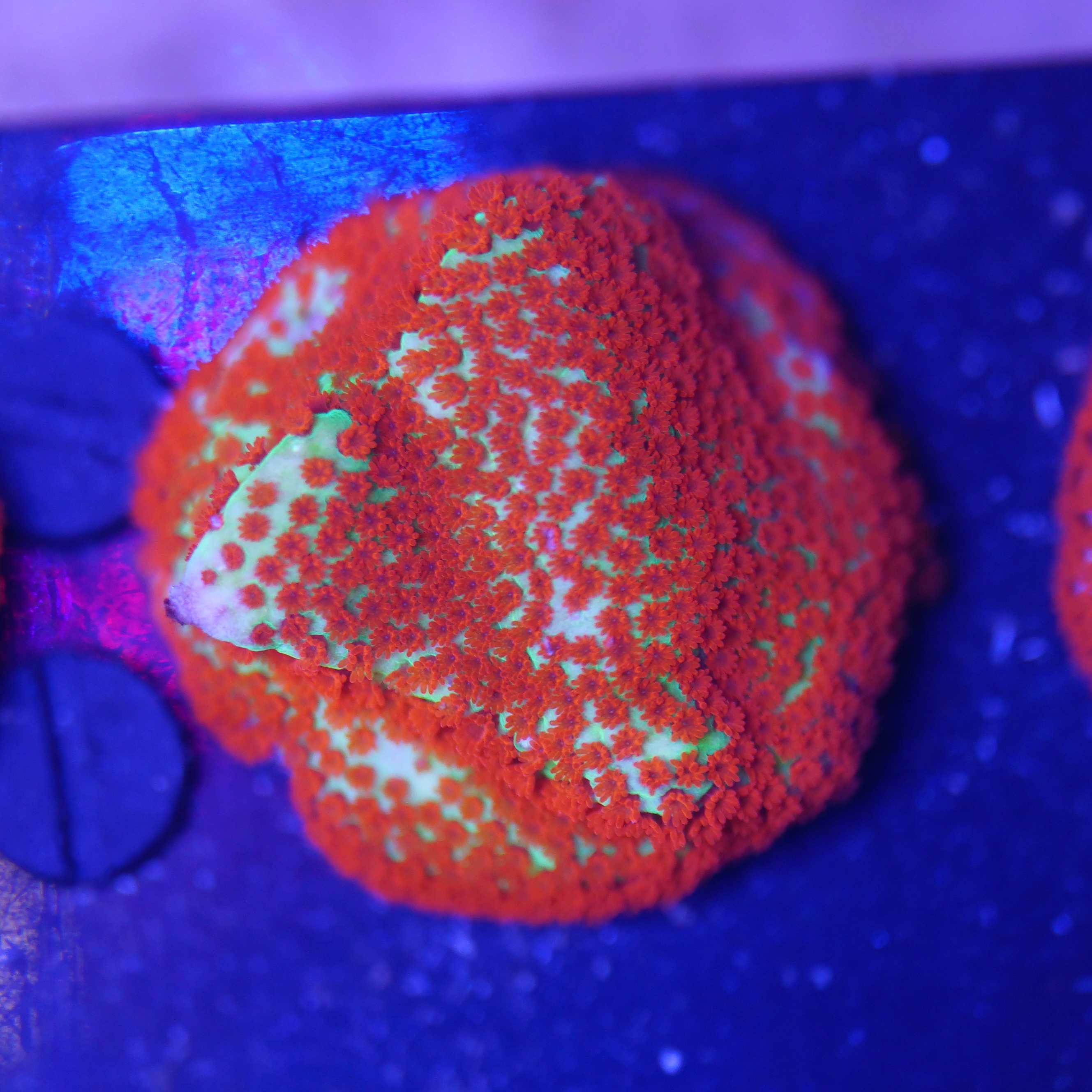 Porites Grinch metallic