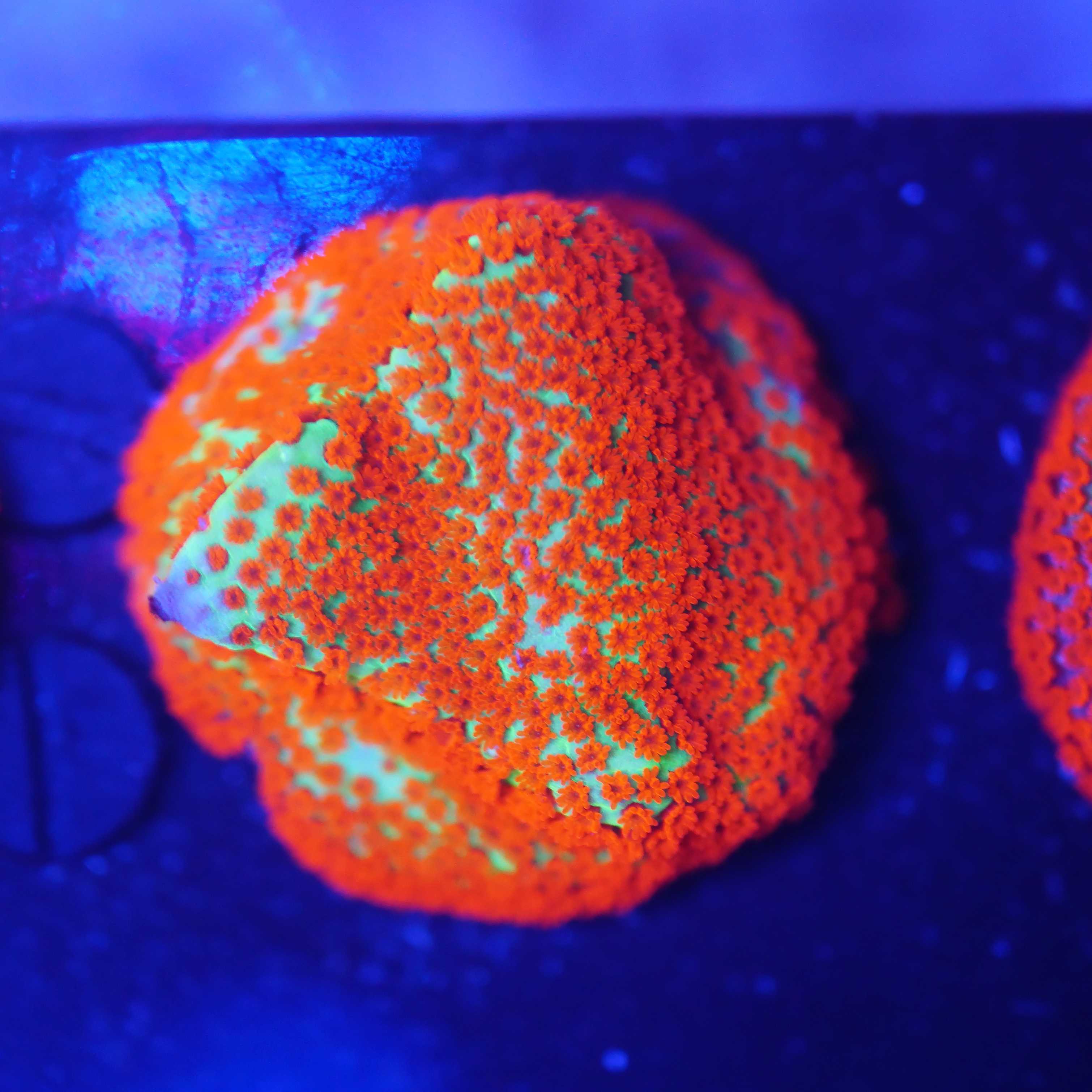 Porites Grinch metallic