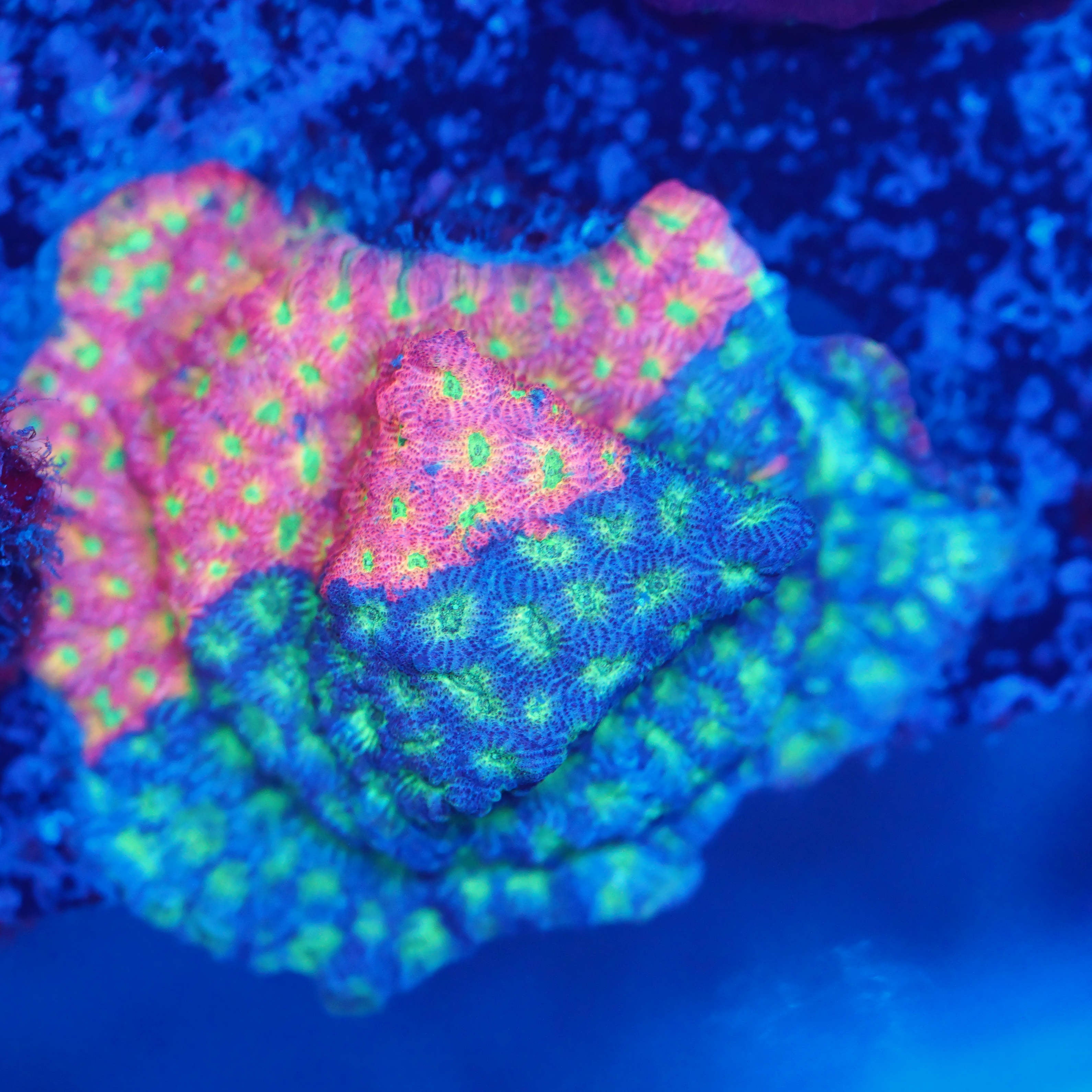 Favia grafted Rarität! WYSIWYG