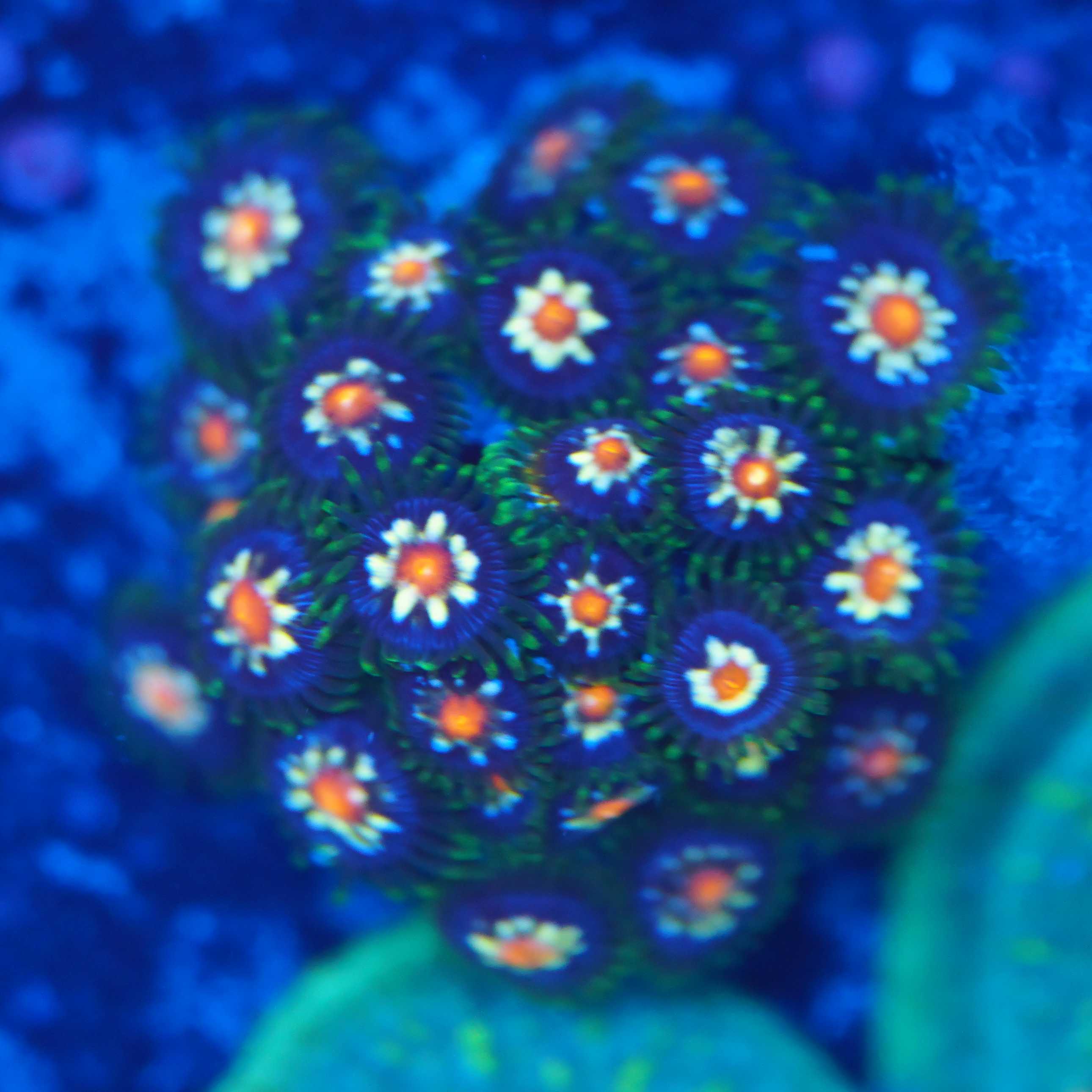 Zoanthus Stargazer XXL