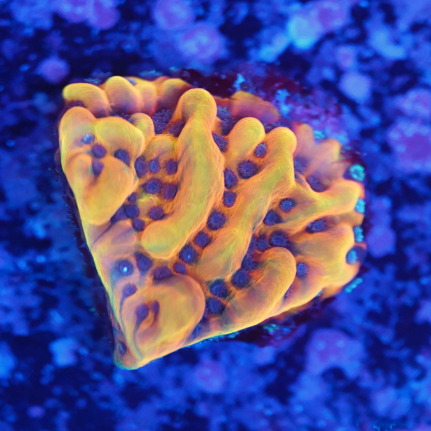 Montipora Flaming Phoenix