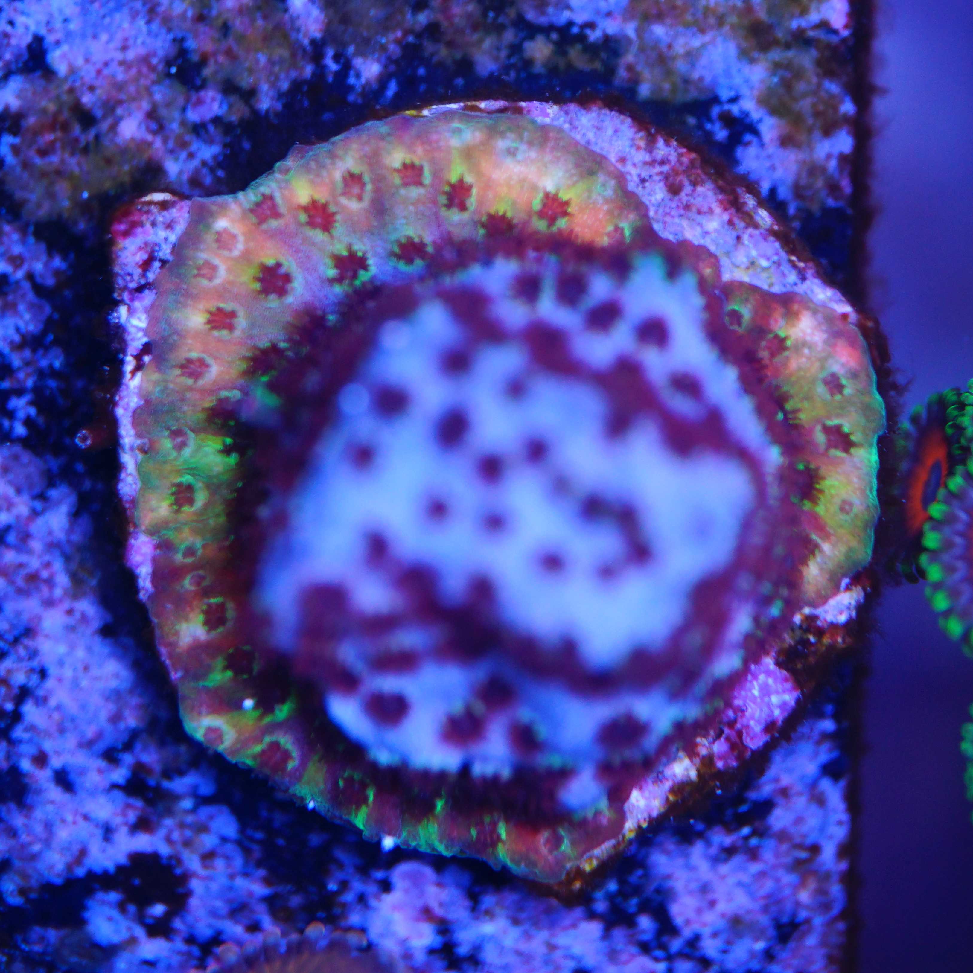 Cyphastrea Rainbow Skittles