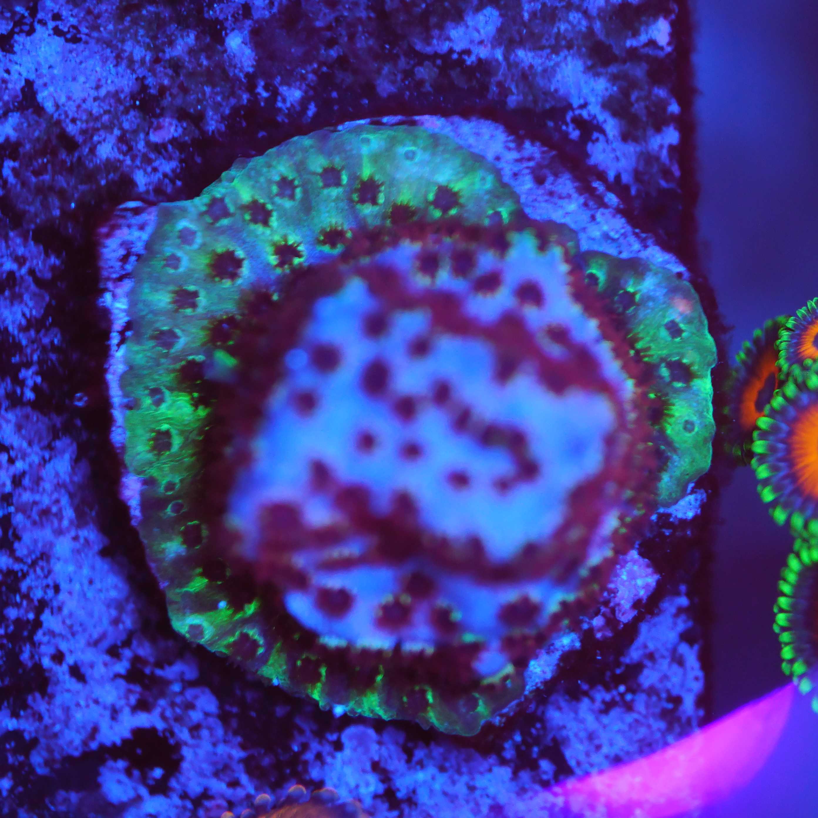 Cyphastrea Rainbow Skittles