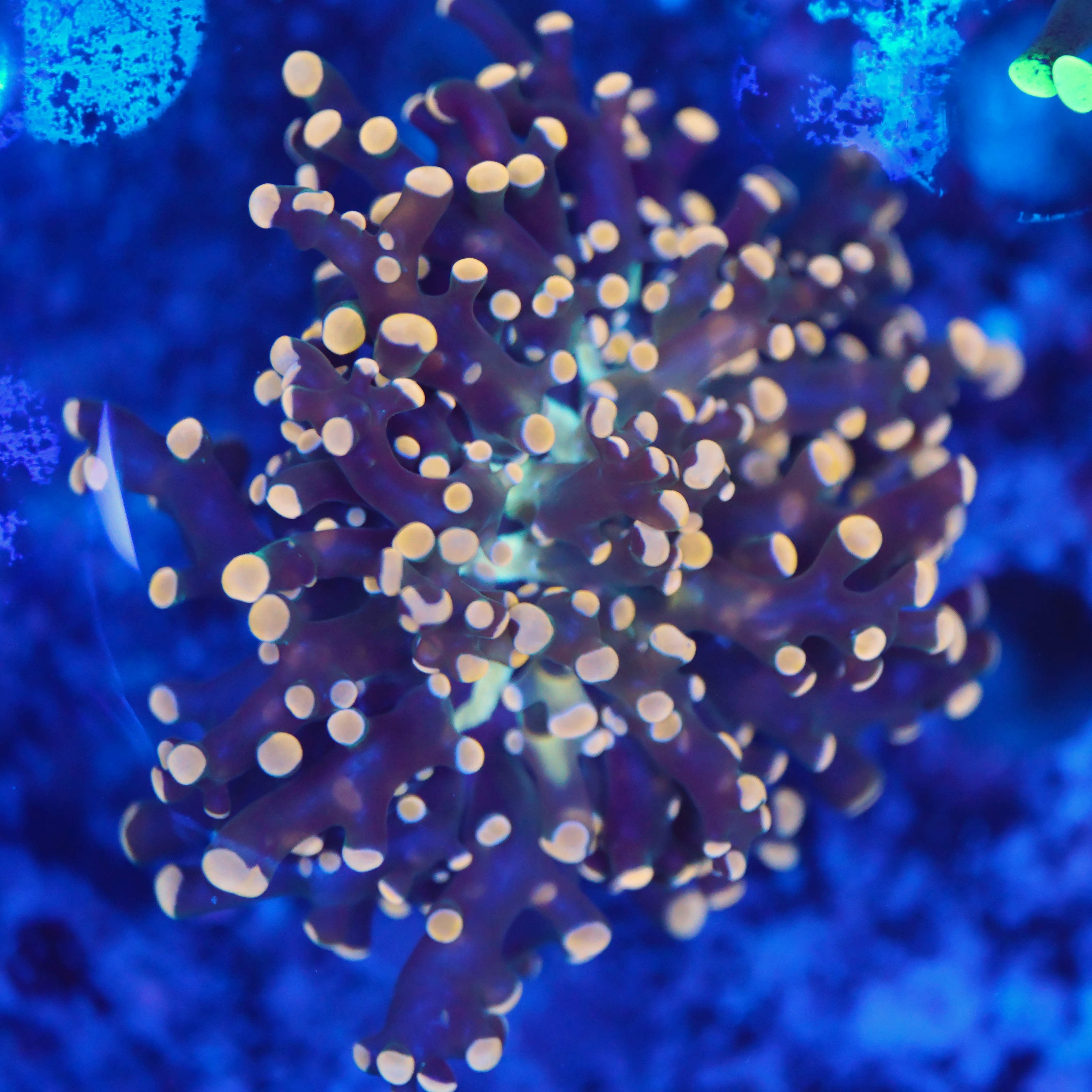 Euphyllia paradivisa ultra orange WYSIWYG