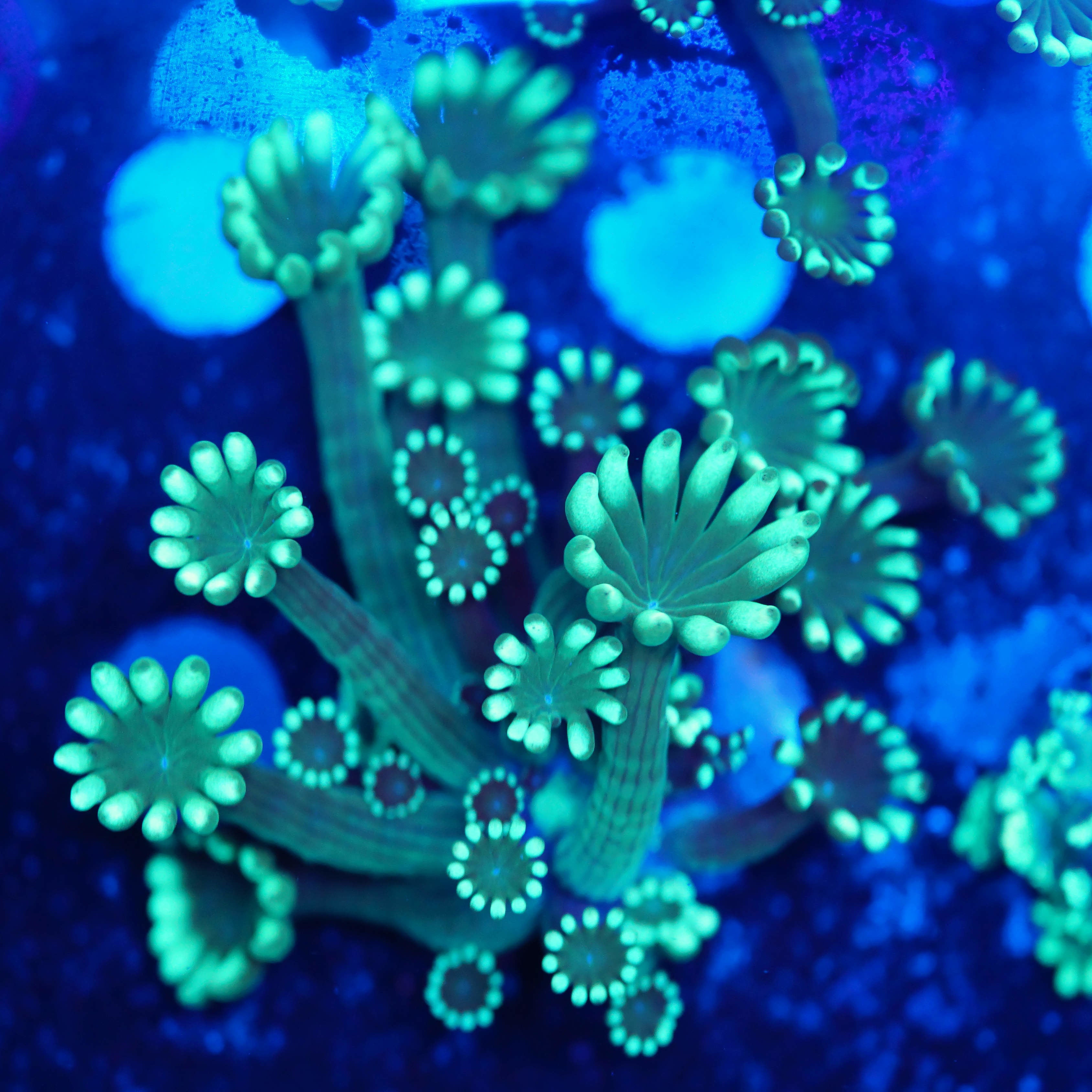 Alveopora mint grün