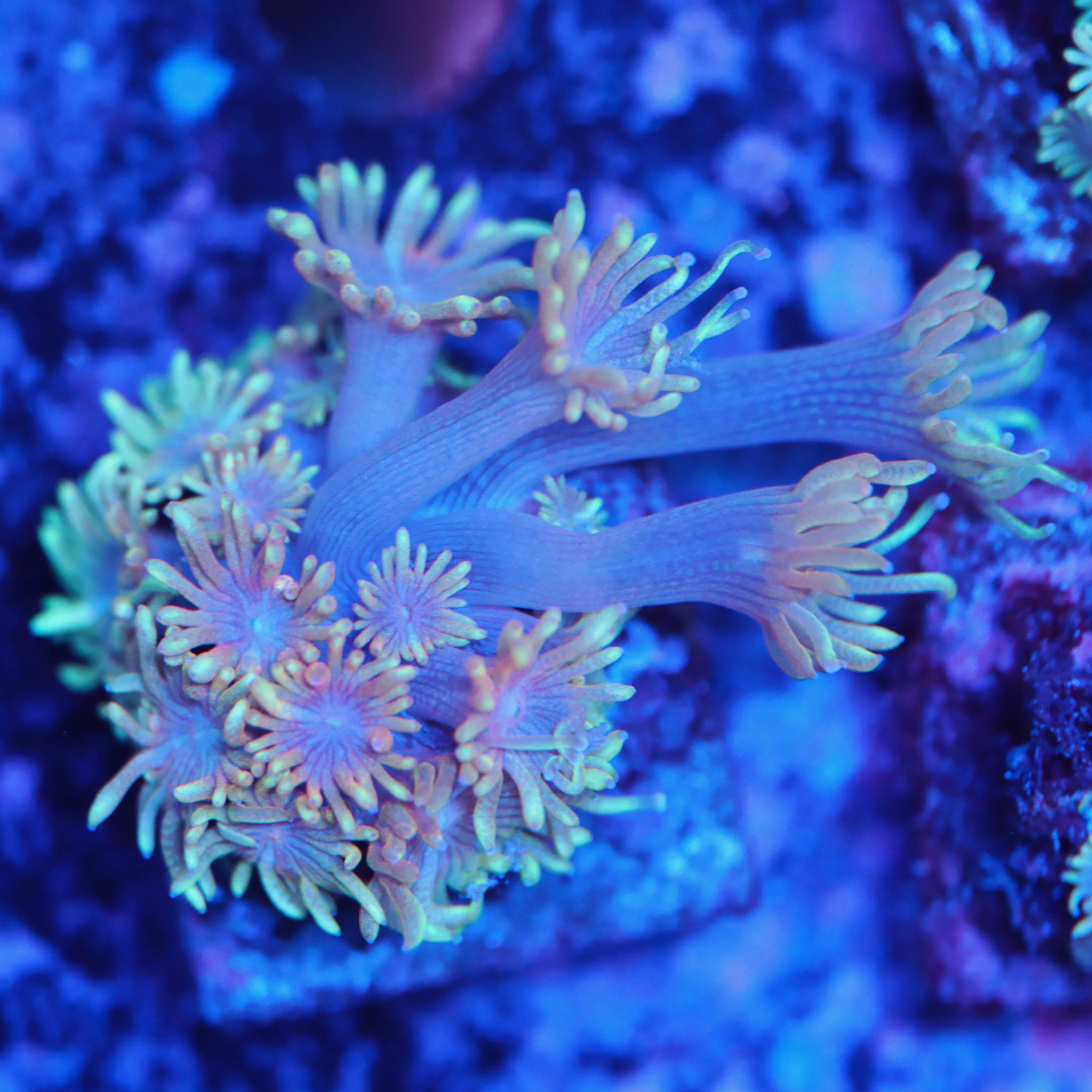 Goniopora rainbow WYSIWYG