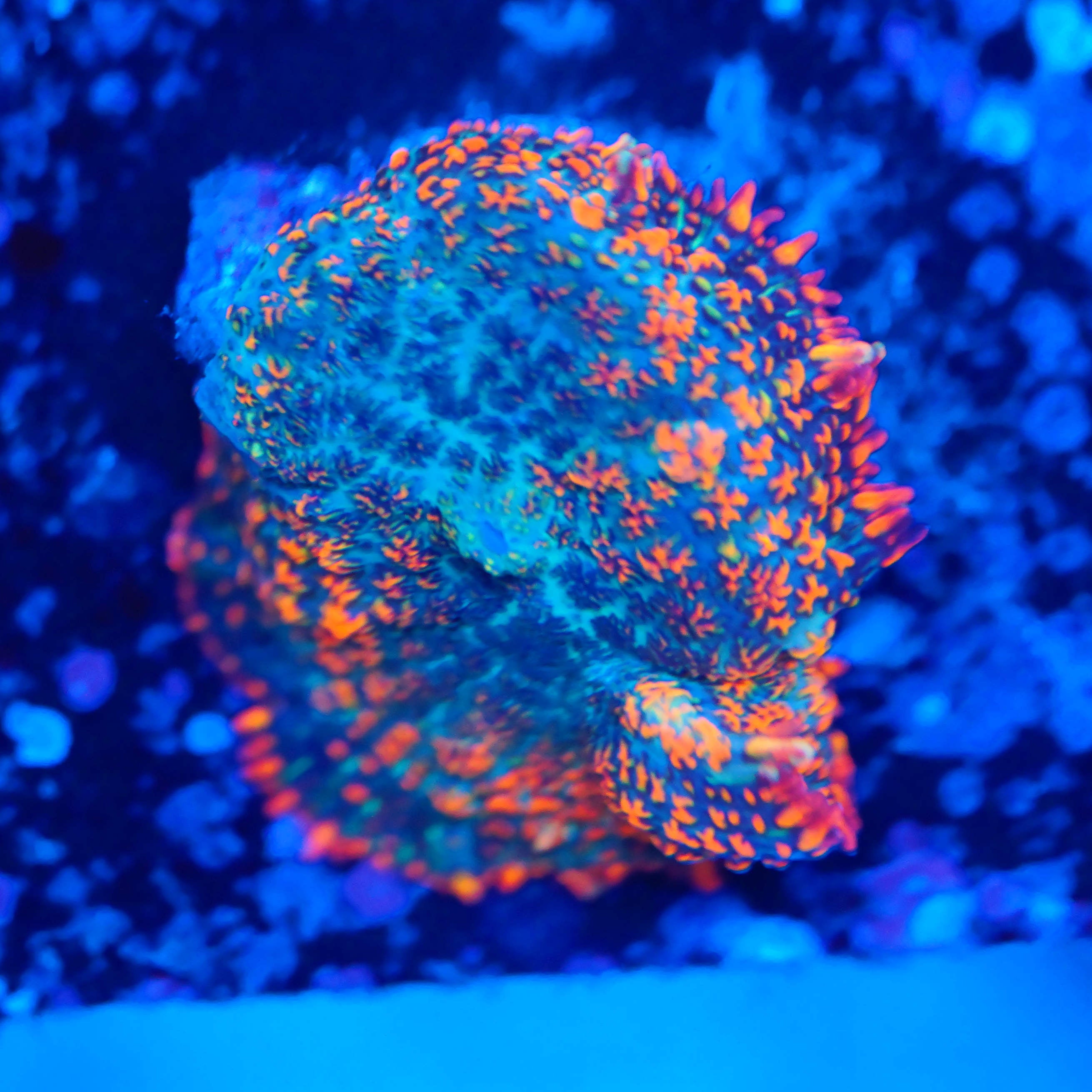 Rhodactis blau orange