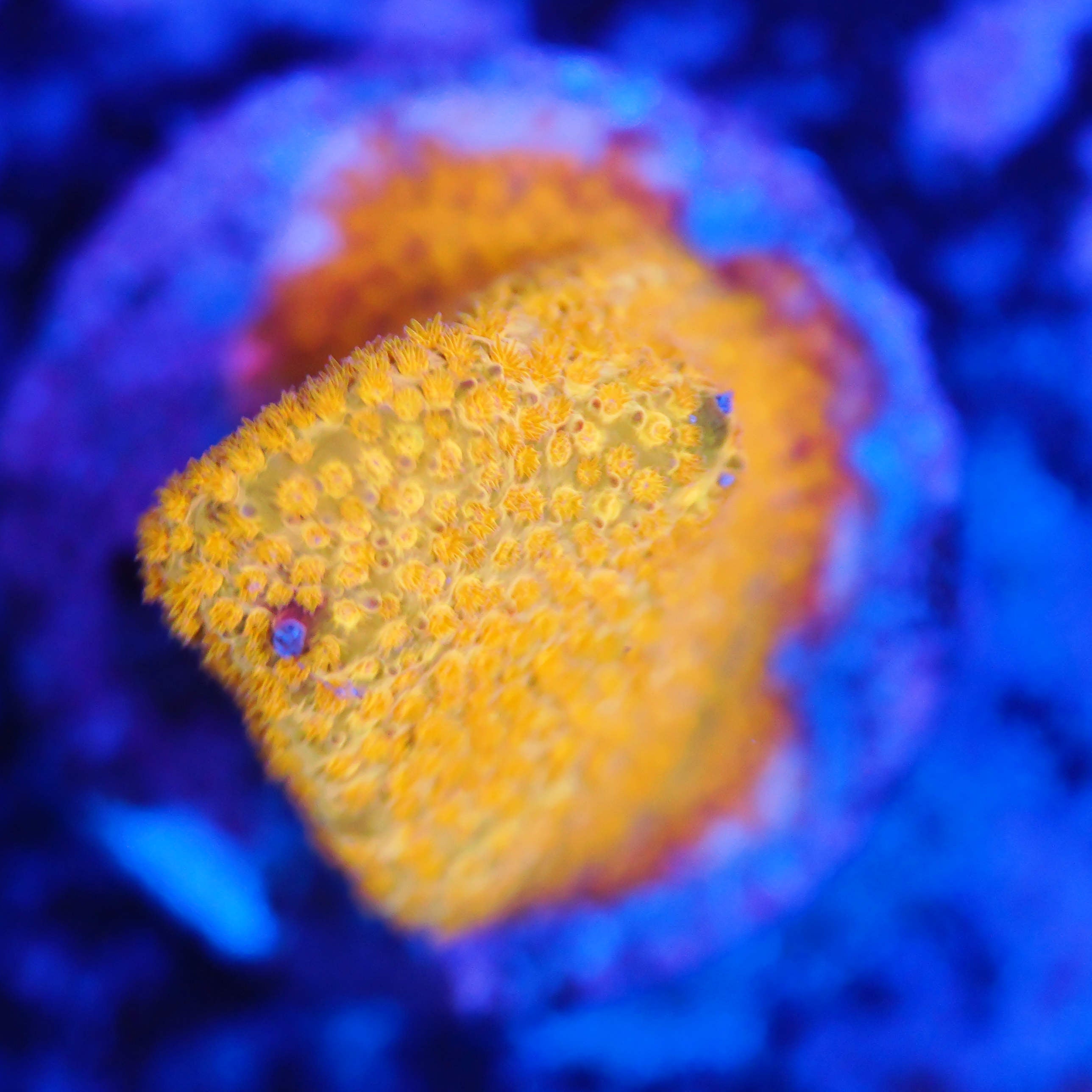 Stylocoeniella gold