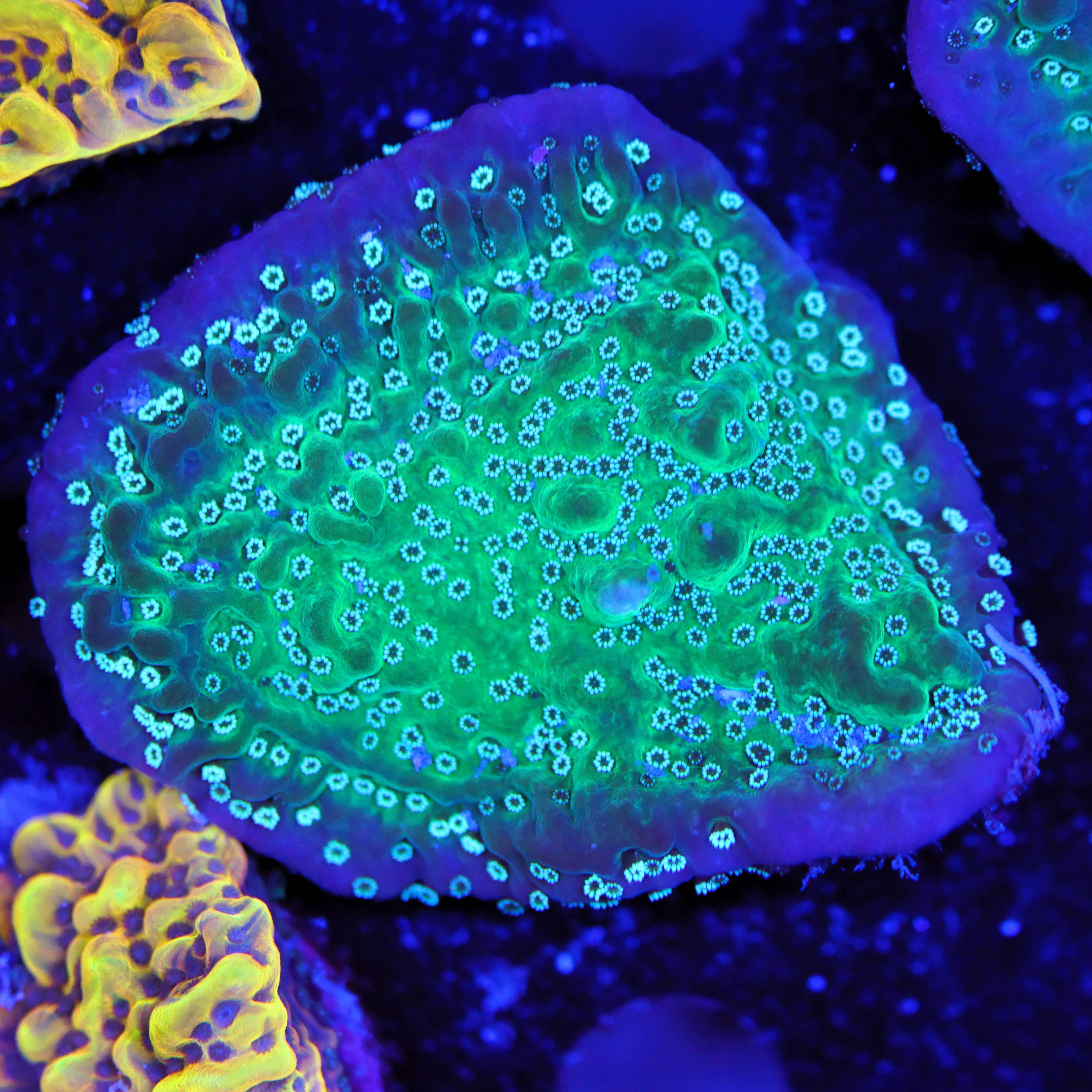 Montipora True Undata white polyps