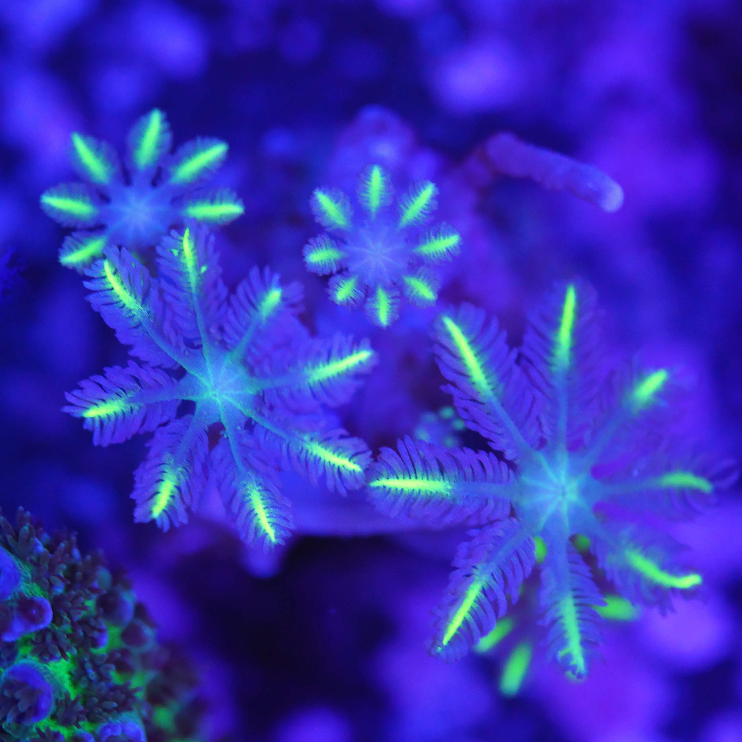 Clavularia gold tips