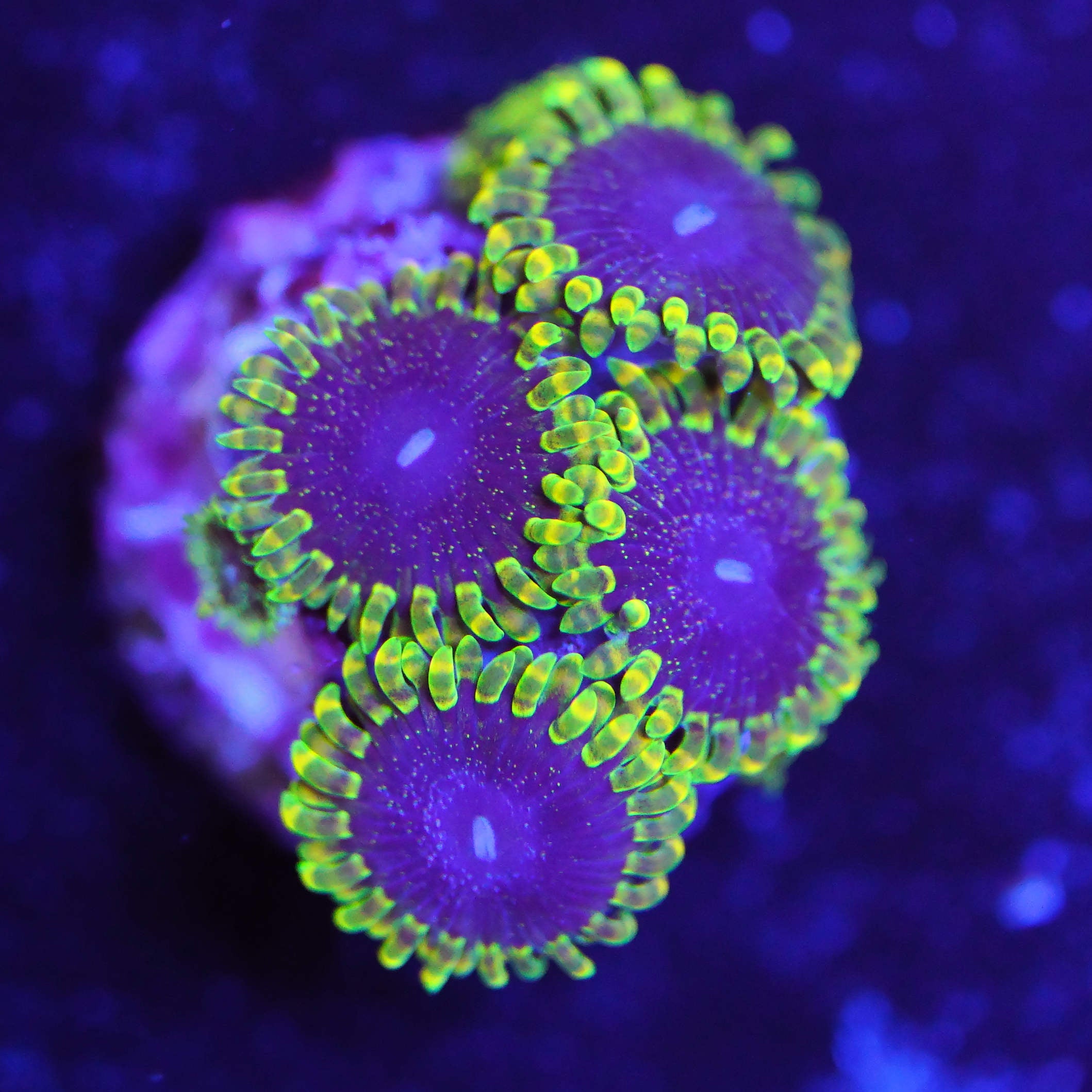 Zoanthus tantrum