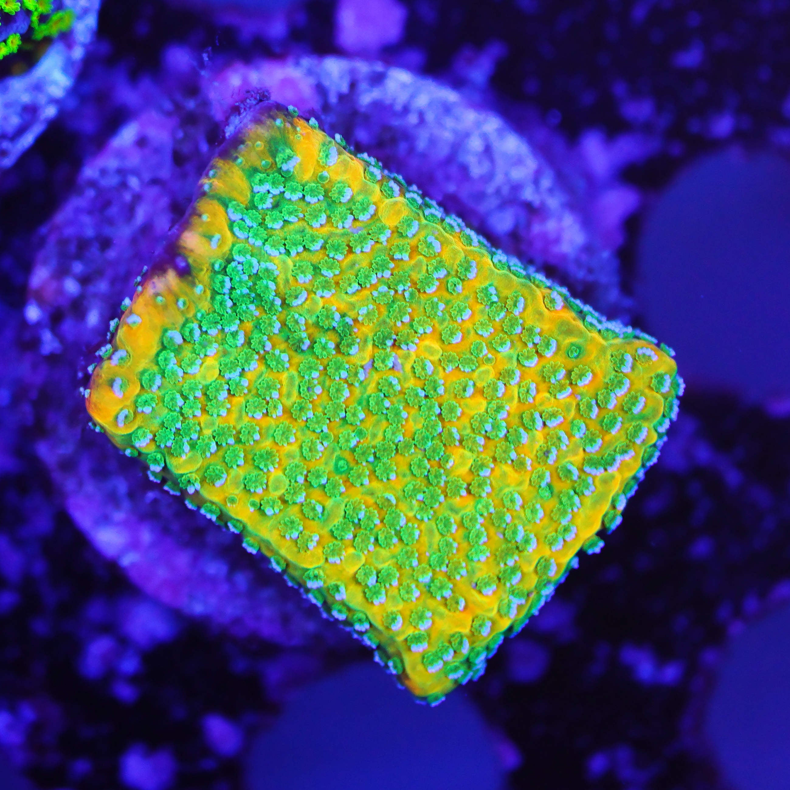 Montipora gold rush