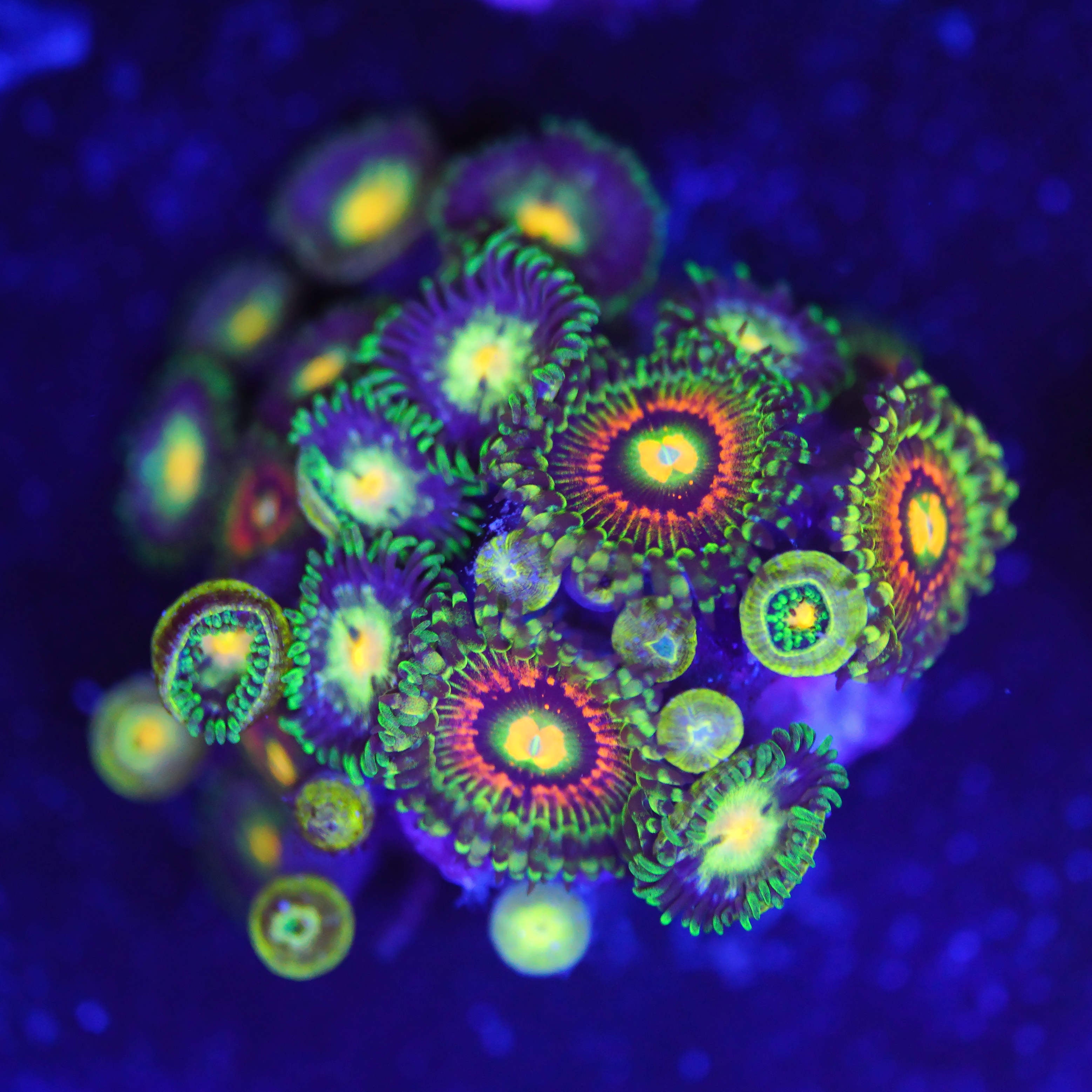 Zoanthus rainbow incinerator MIX WYSIWYG