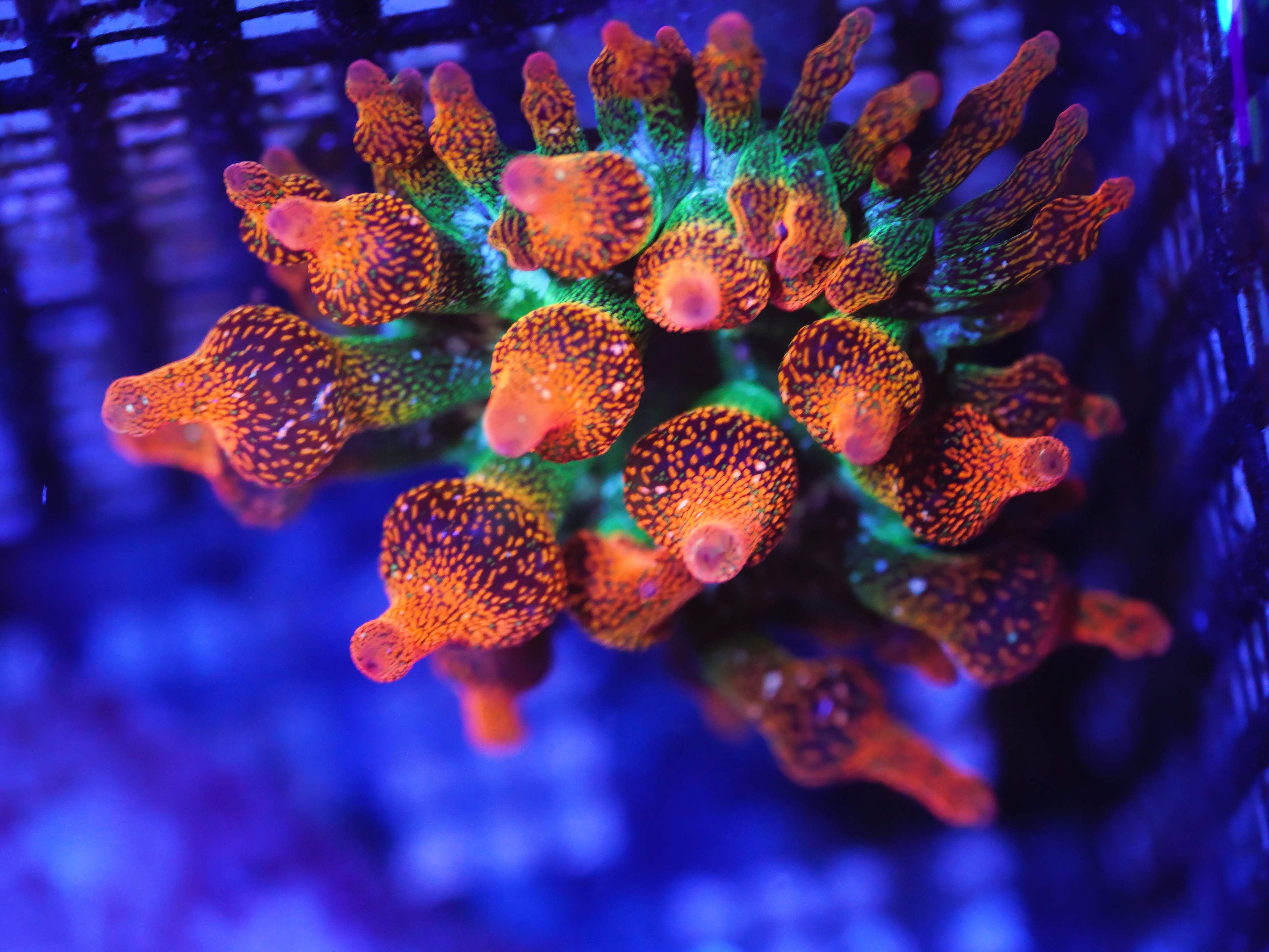 Entacmaea quadricolor Sunburst