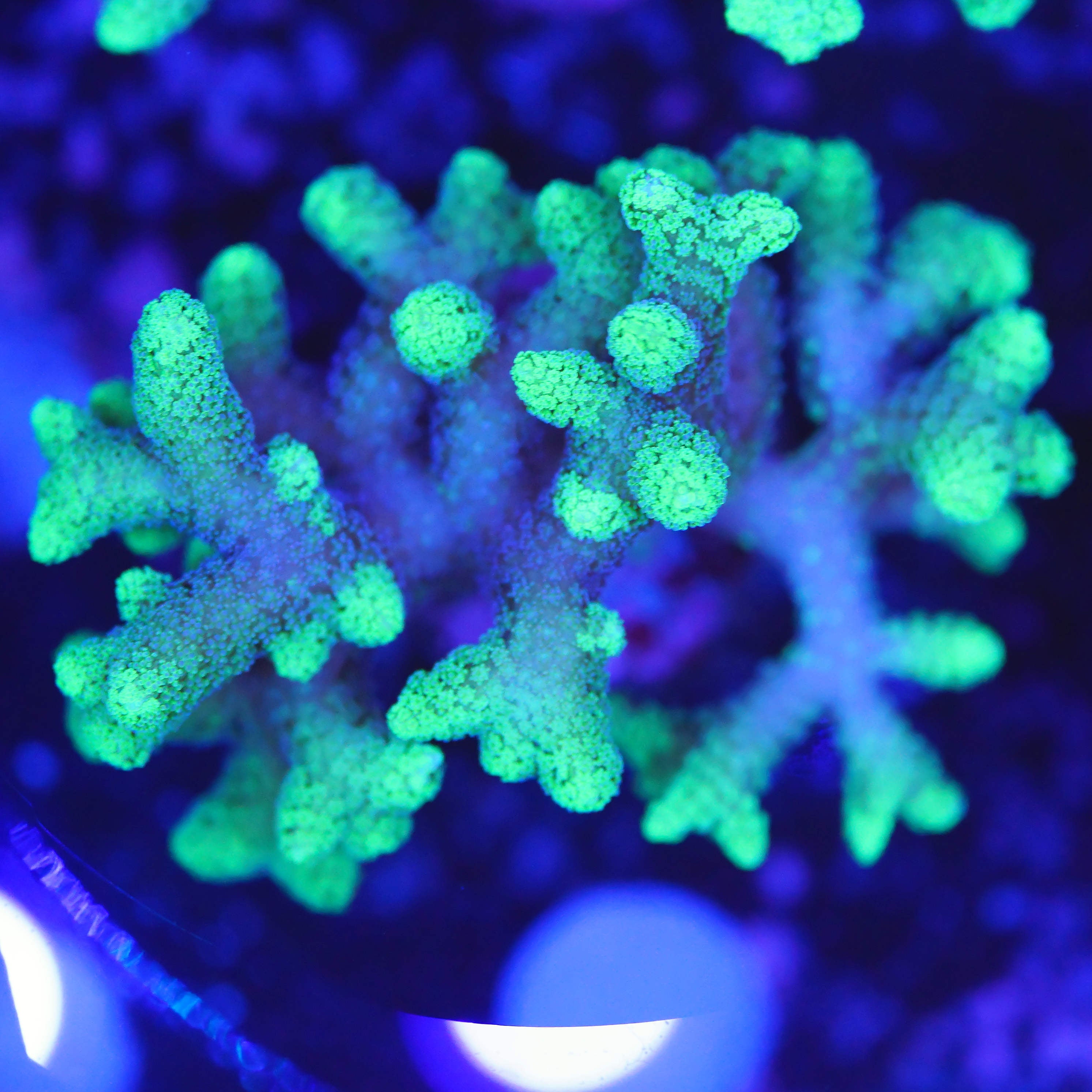 Seriatopora caliendrum grün WYSIWYG