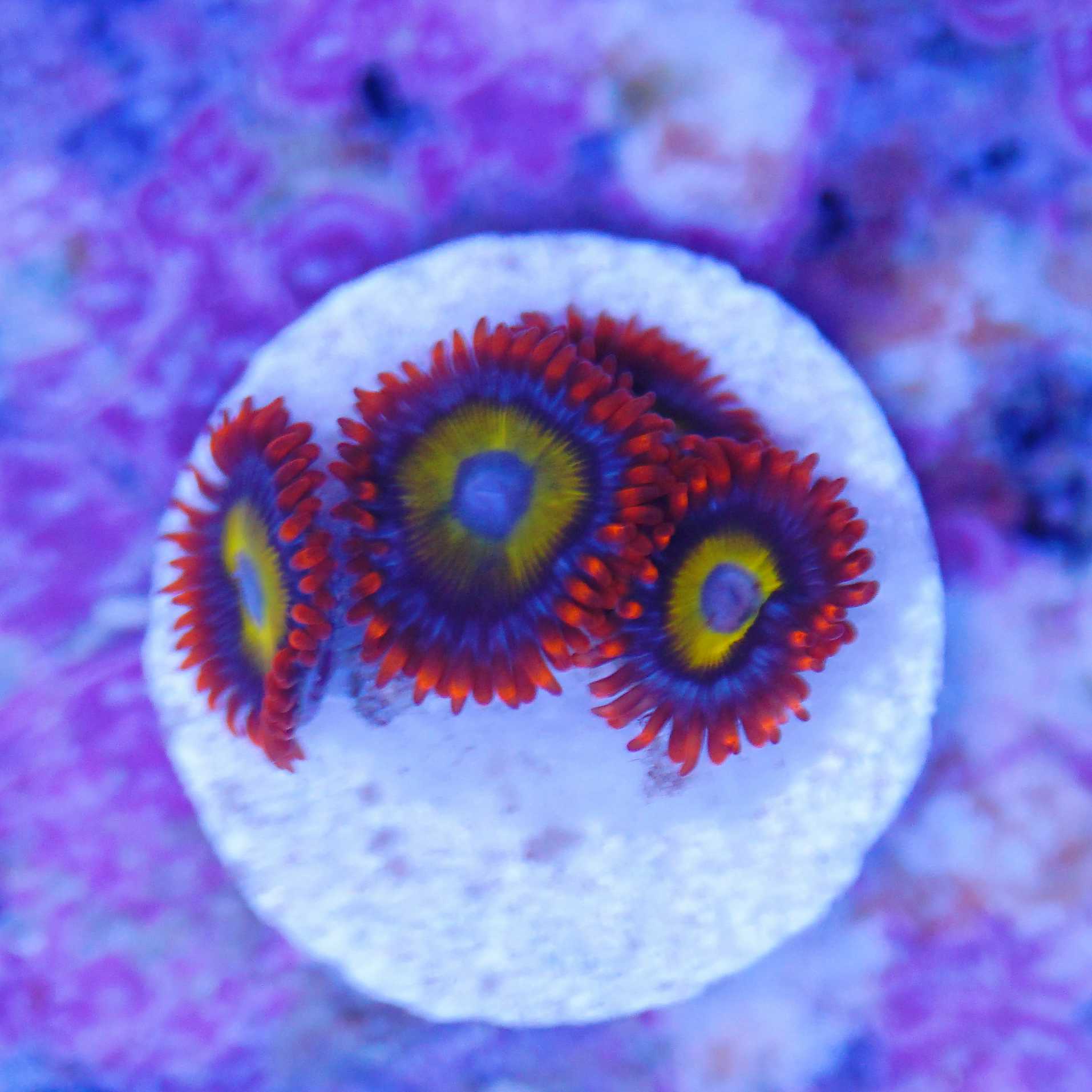 Zoanthus BBEB