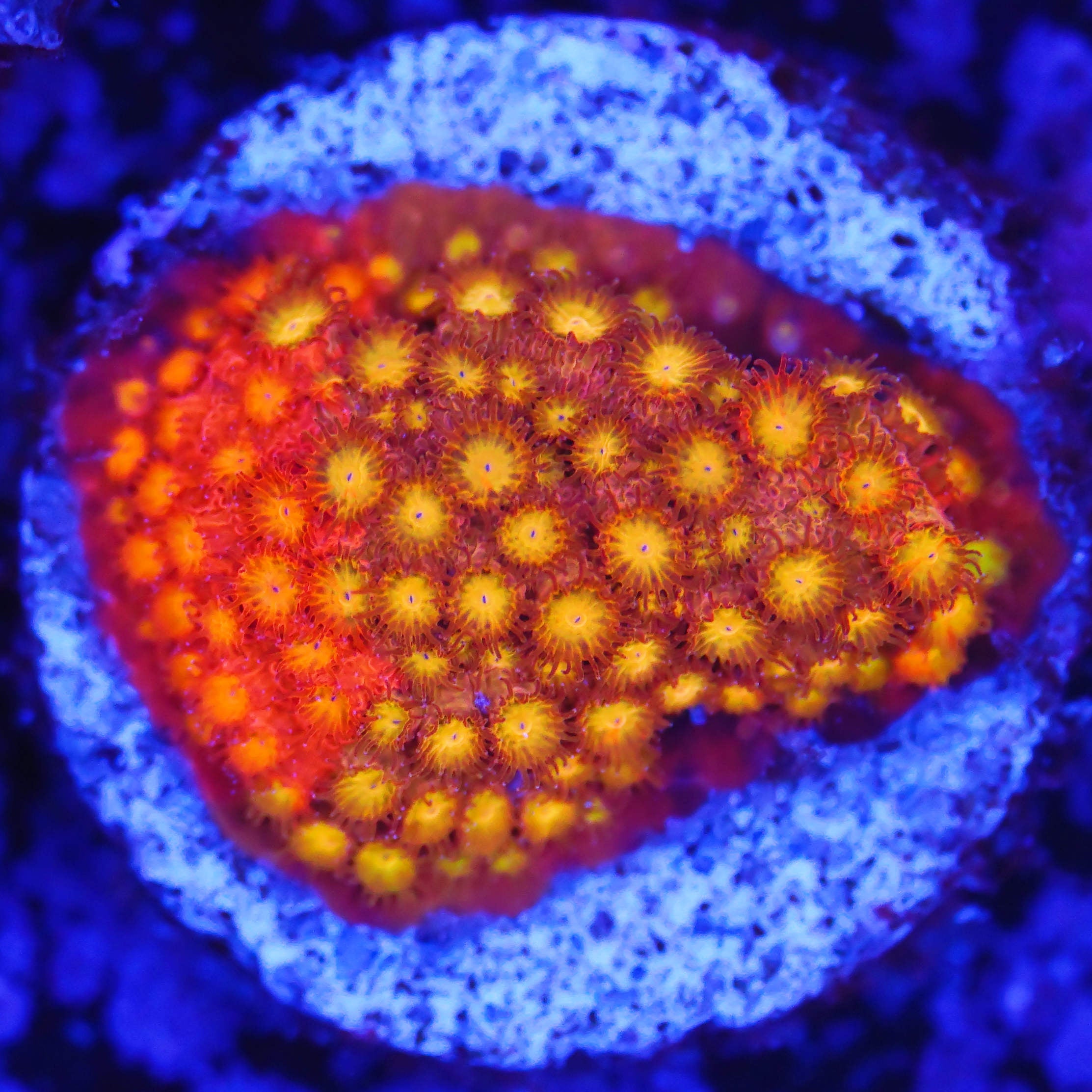 Cyphastrea orange rot grafted WYSIWYG