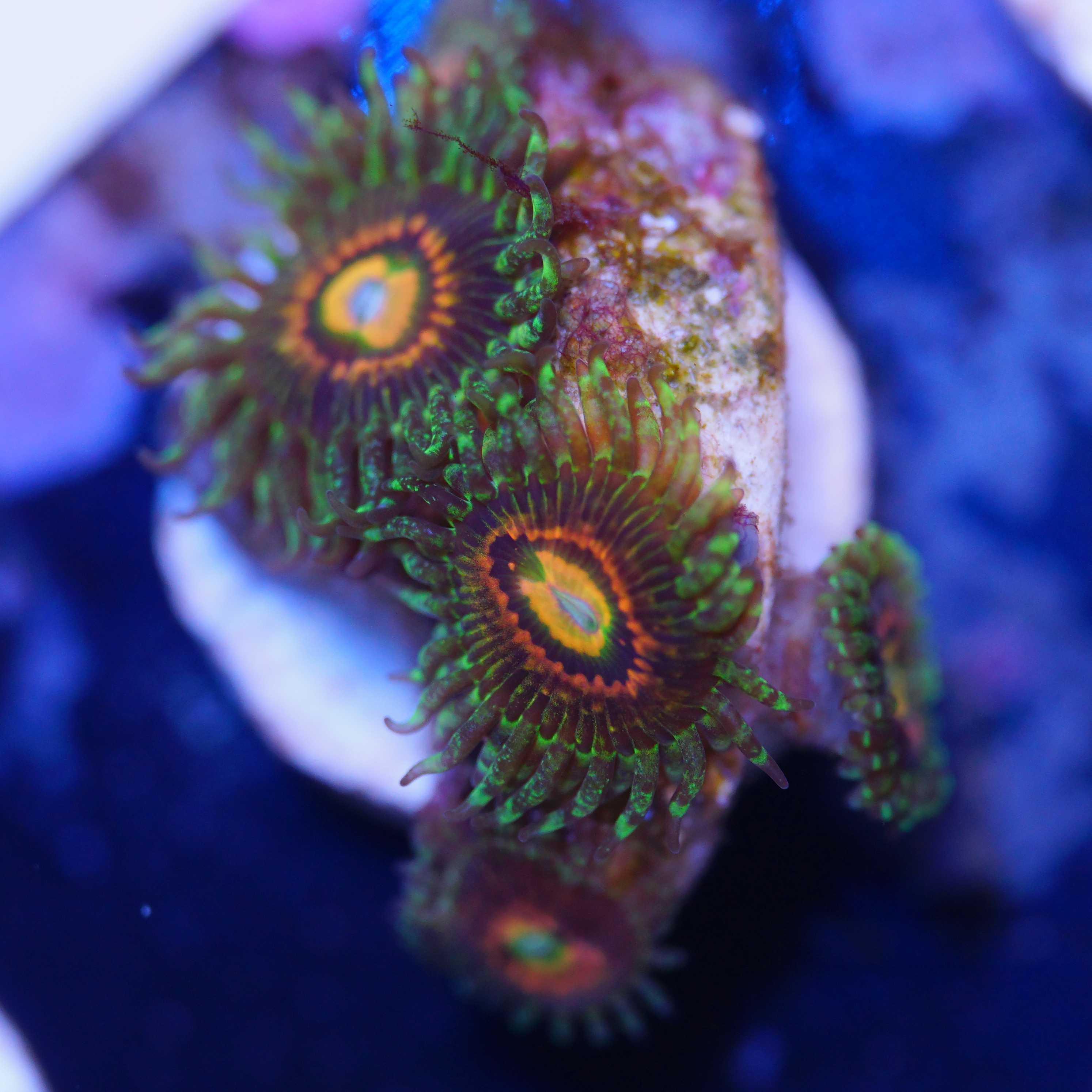 Zoanthus Rainbow incinerator