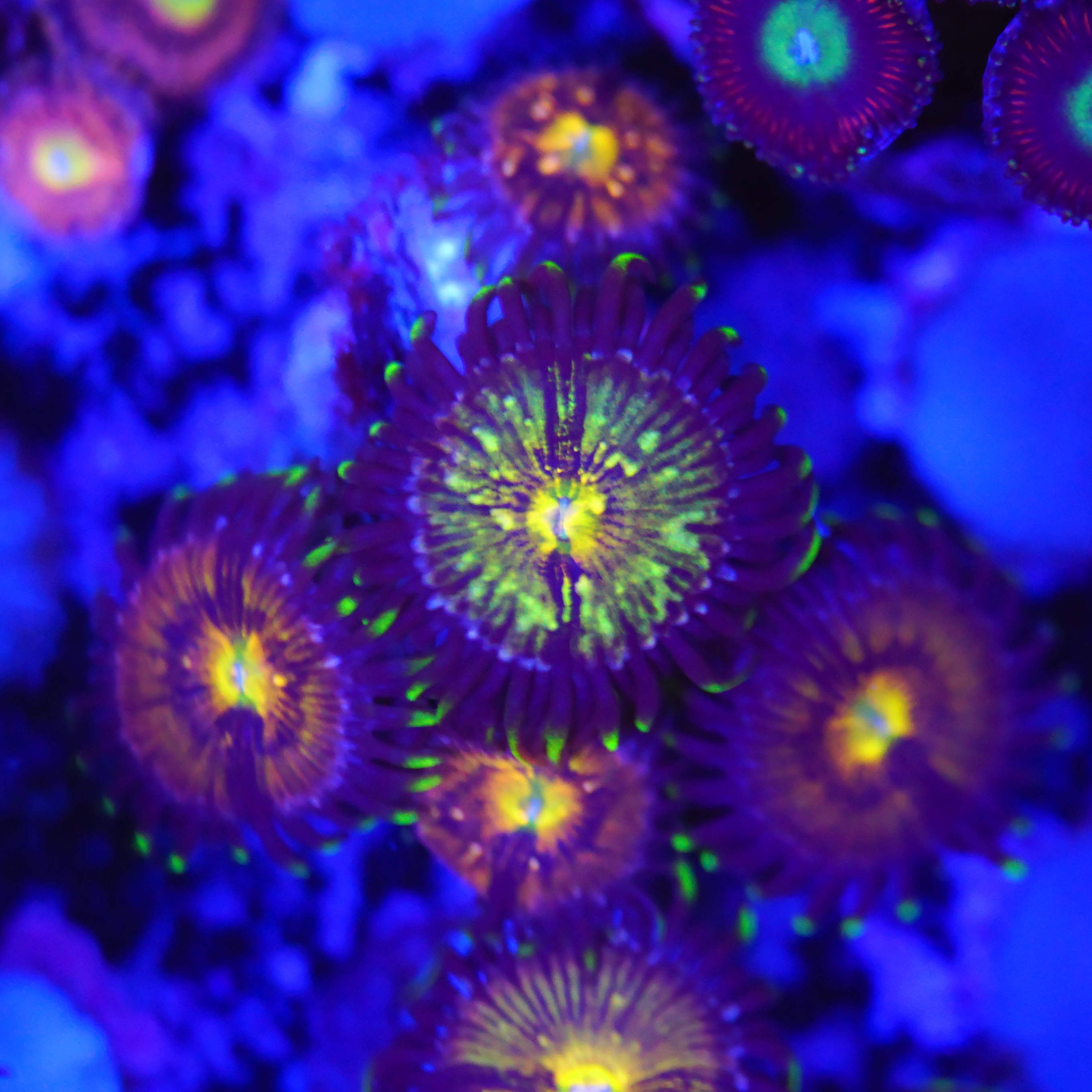 Zoanthus nirvana