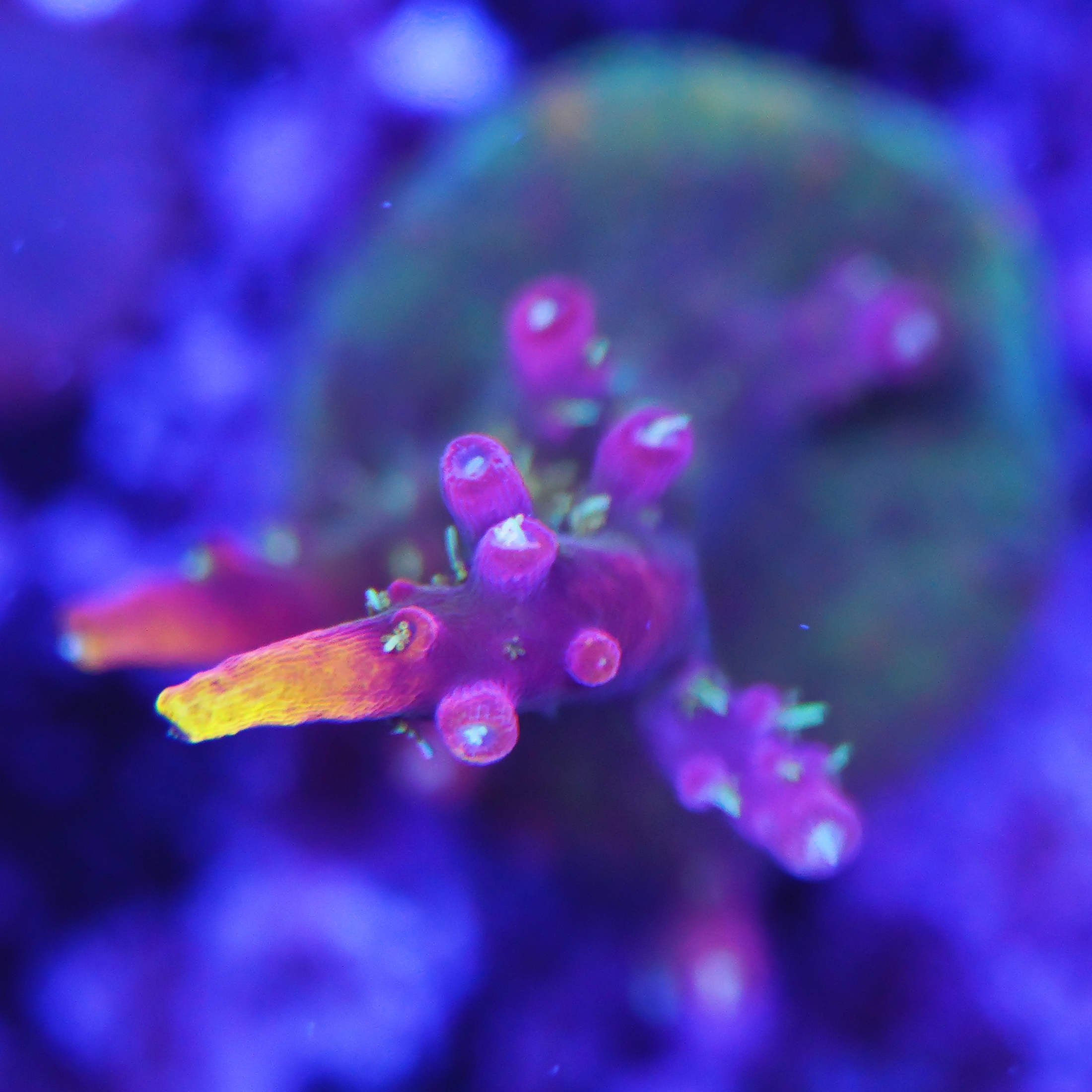 Acropora confetti