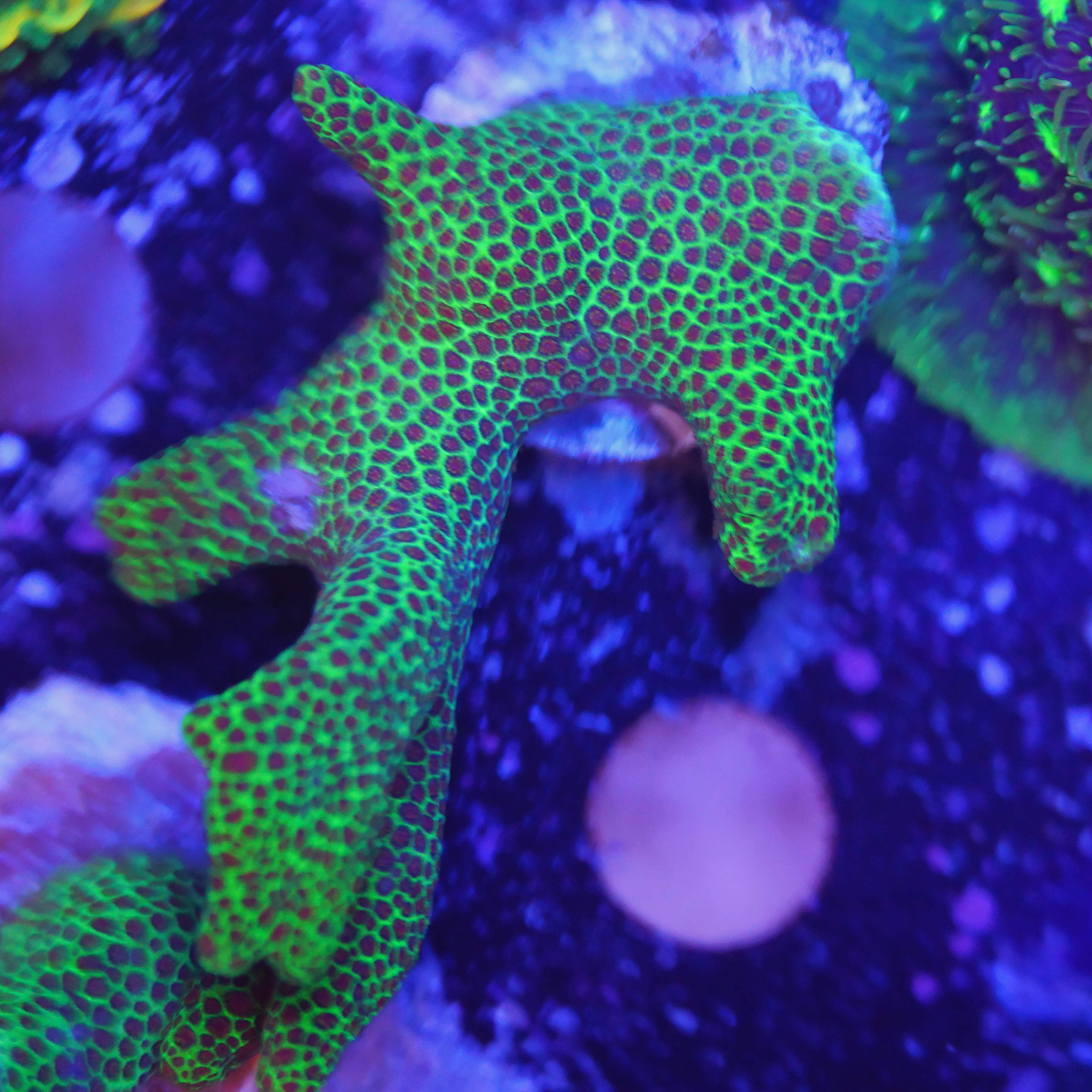 Porites Astförmig rot / grün