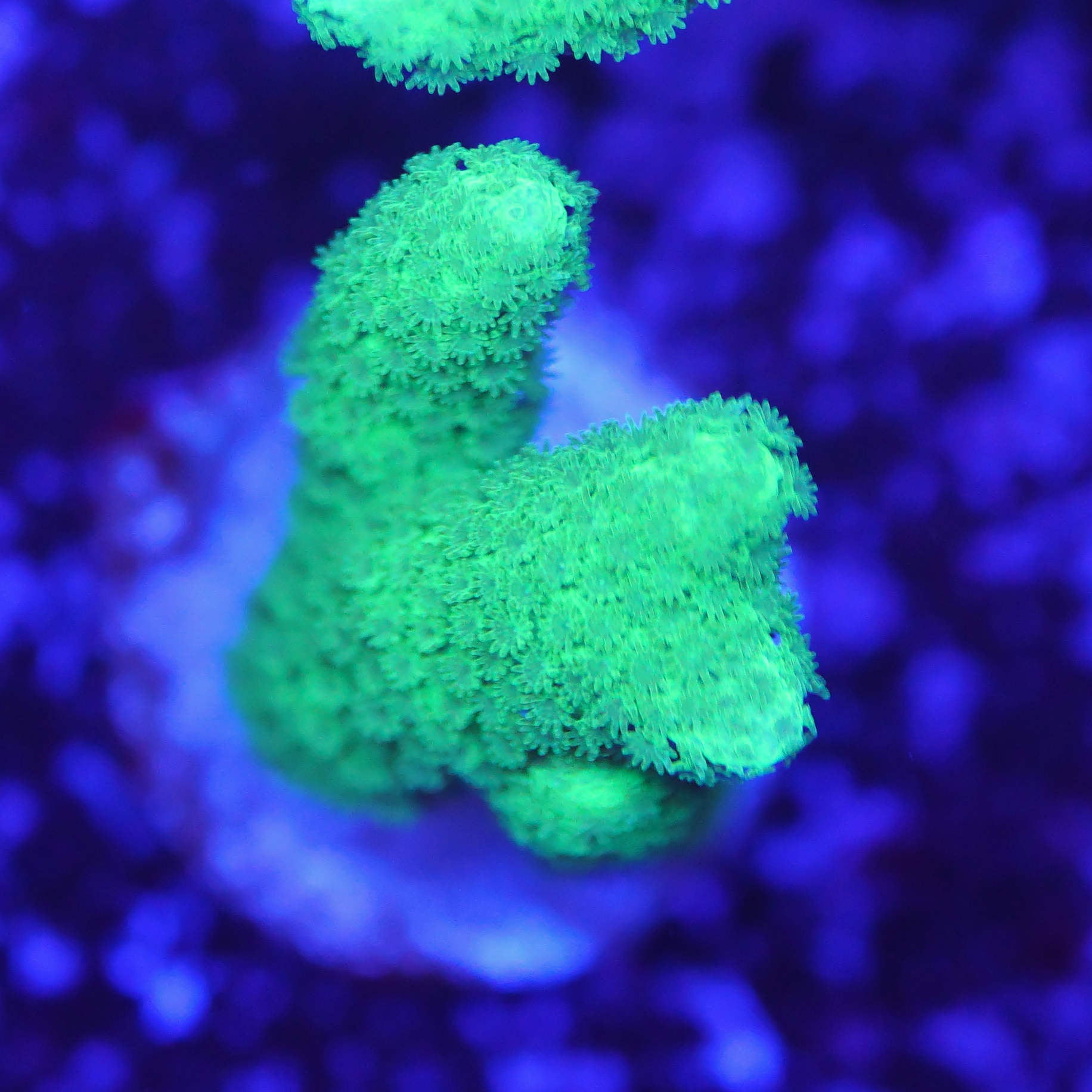 Montipora digitata hell grün