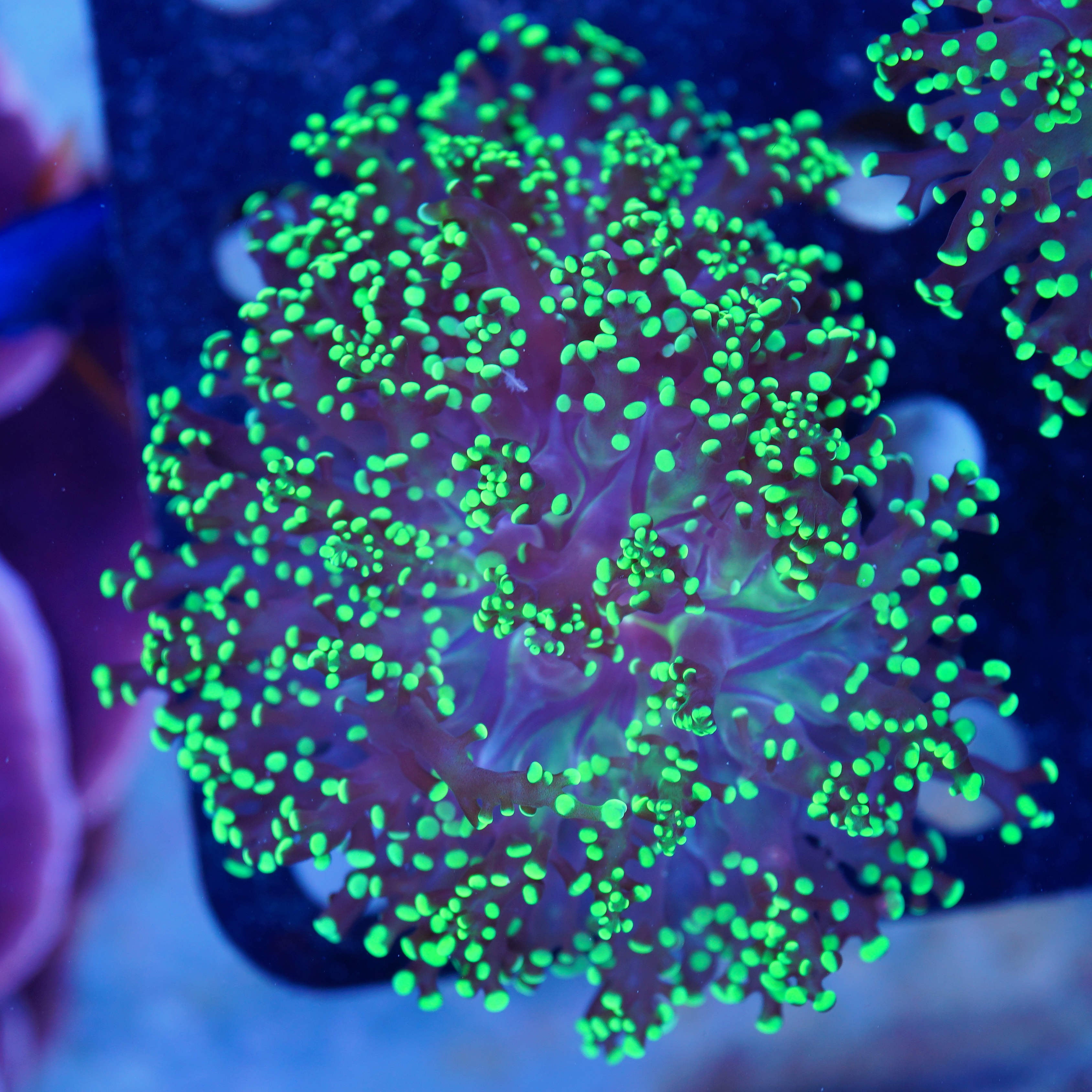 Euphyllia yaeyamaensis grün