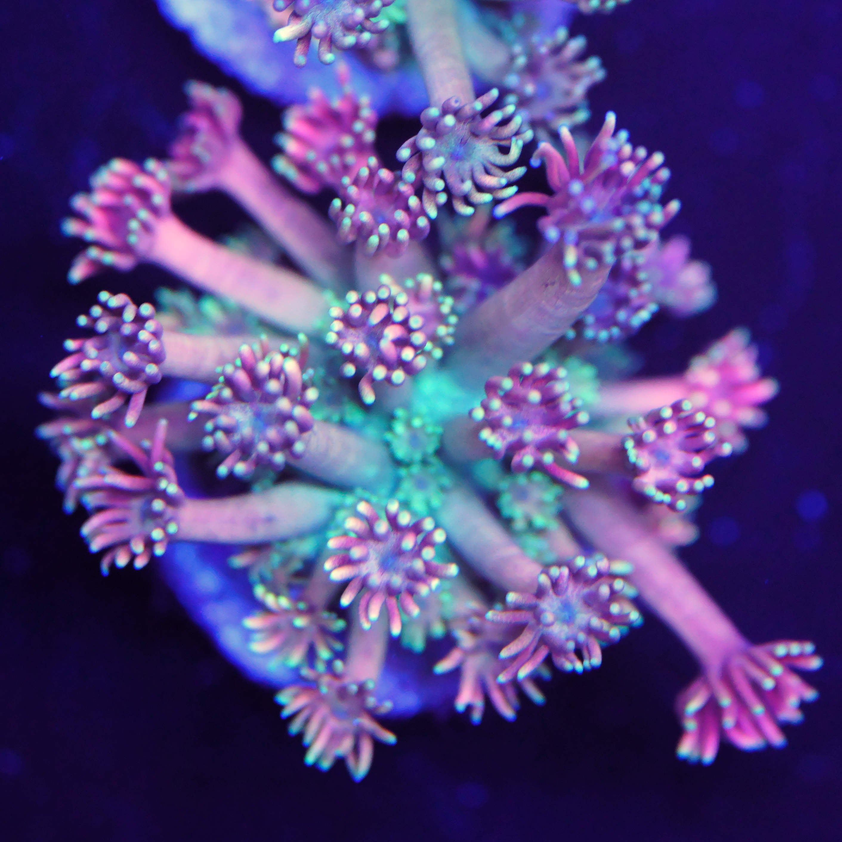Goniopora special glow