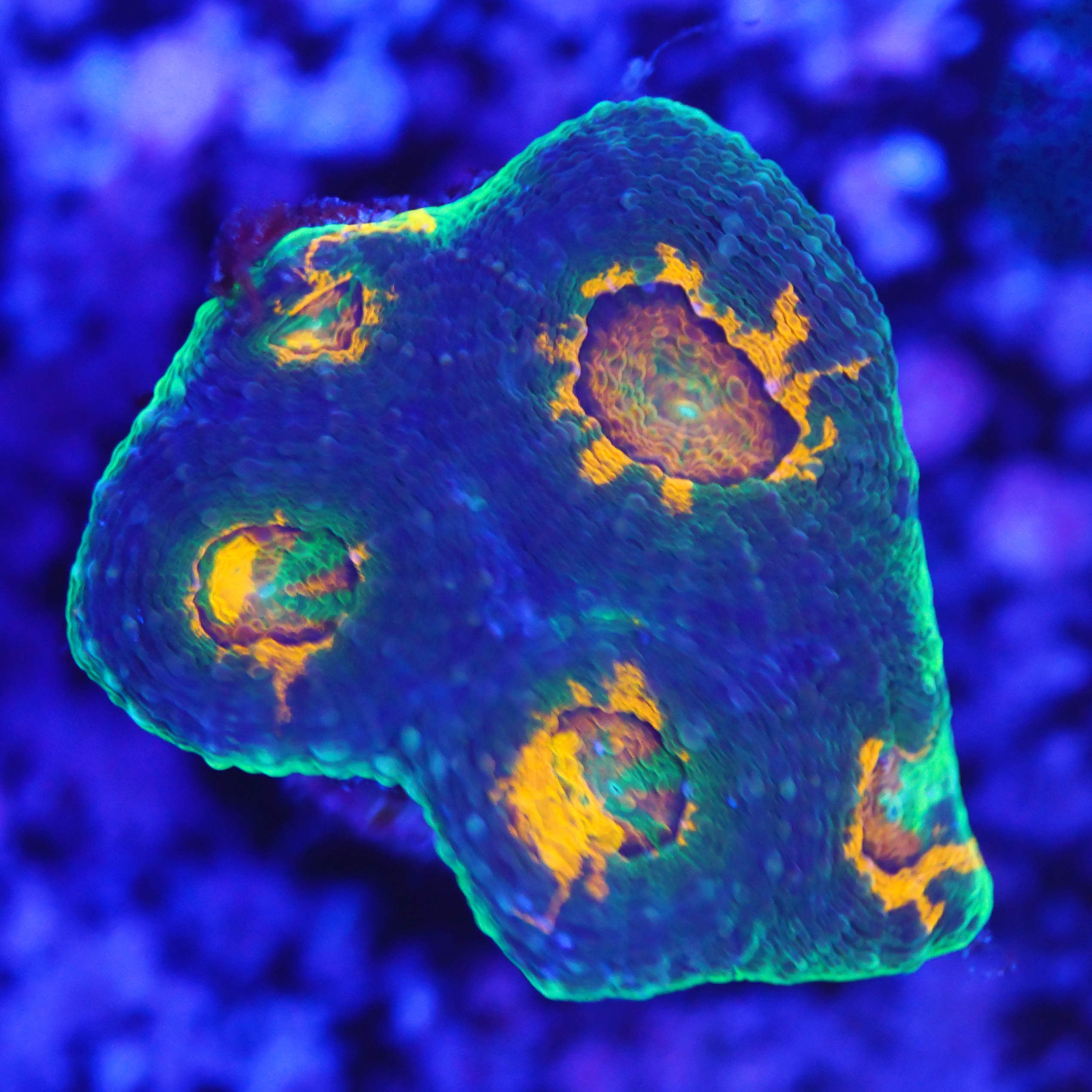 Acanthastrea echinata WYSIWYG