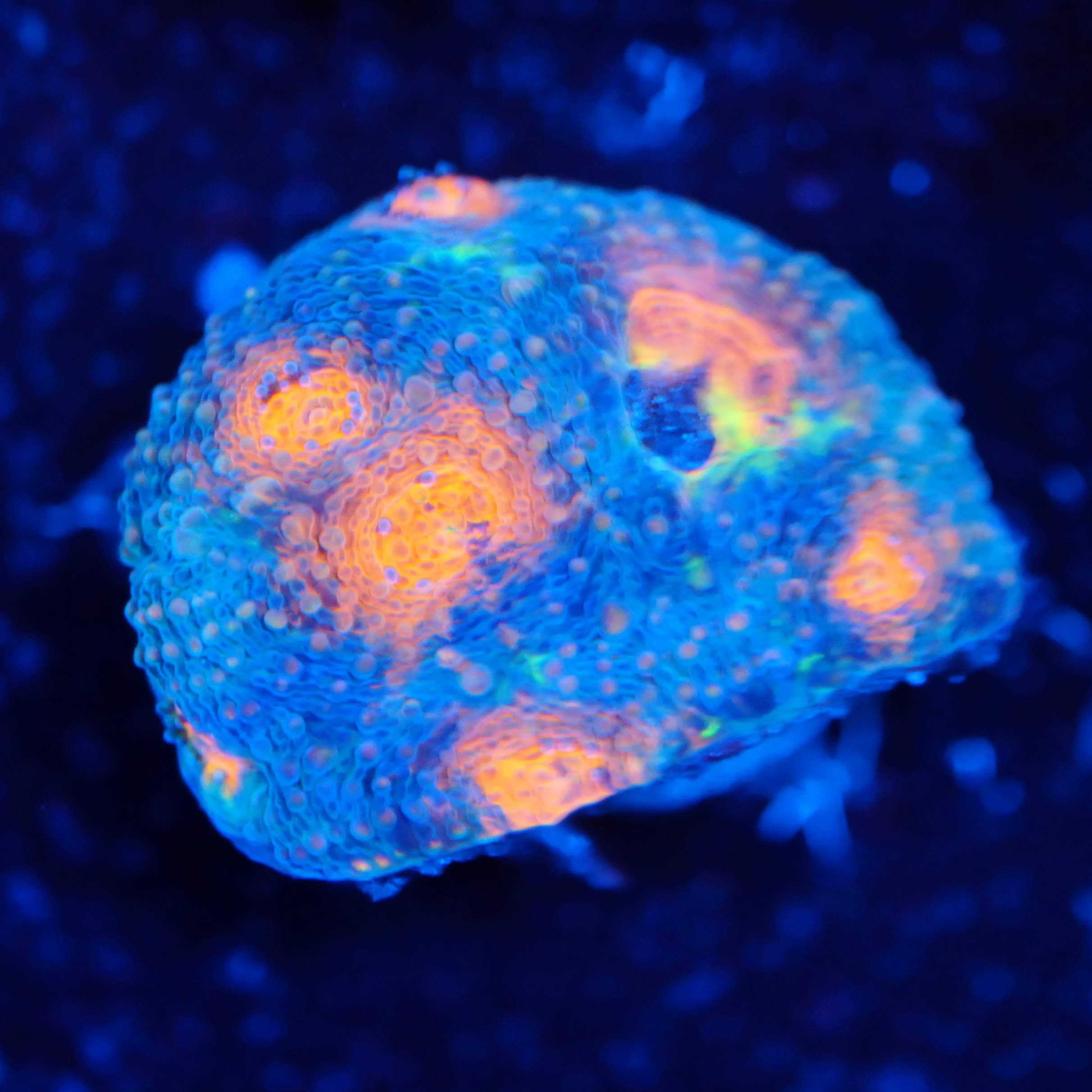 Acanthastrea echinata orange pop