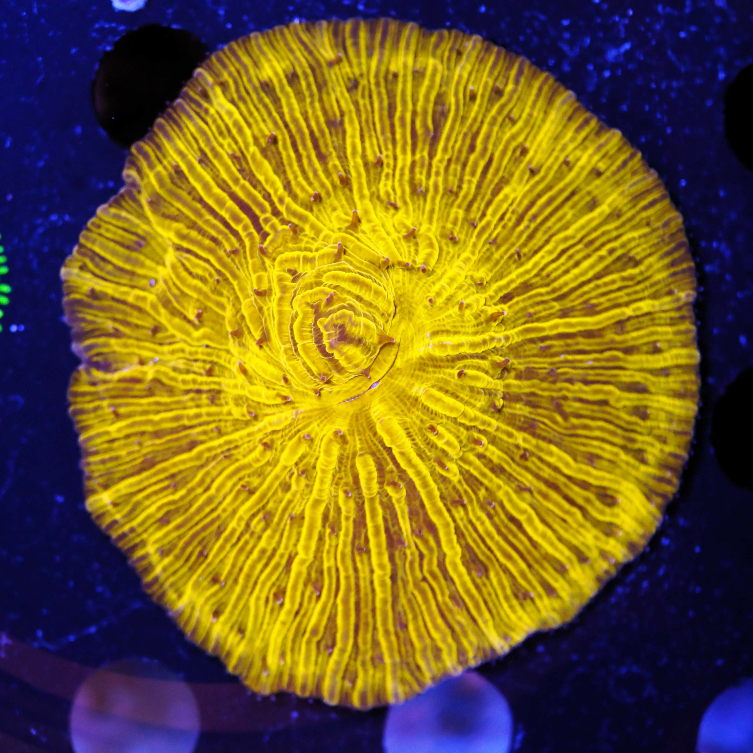 Fungia ultra orange XL WYSIWYG