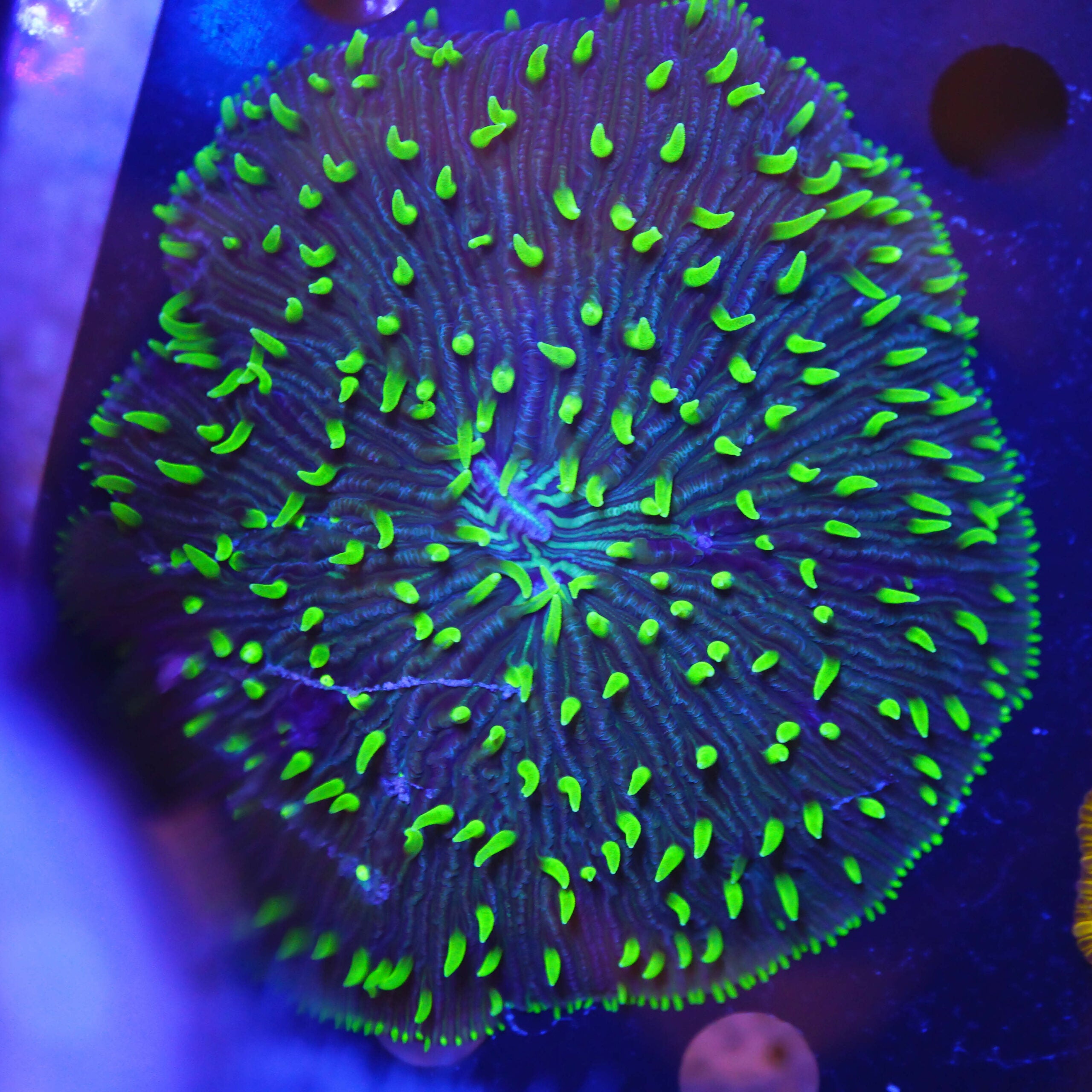 Fungia bi-color special XL WYSIWYG