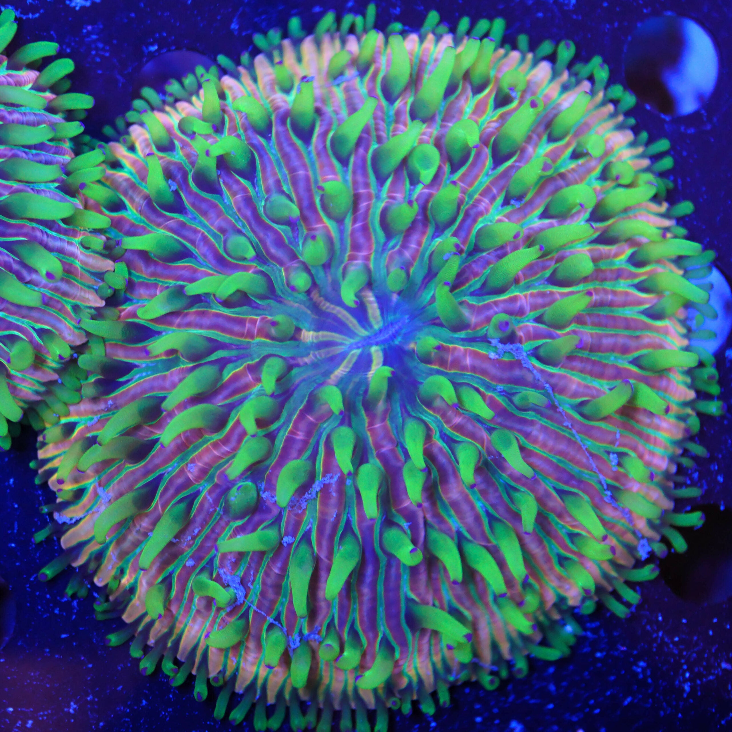 Fungia tri-color XL