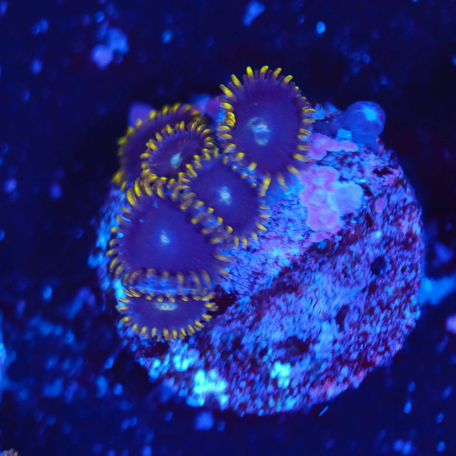 Zoanthus royal crown