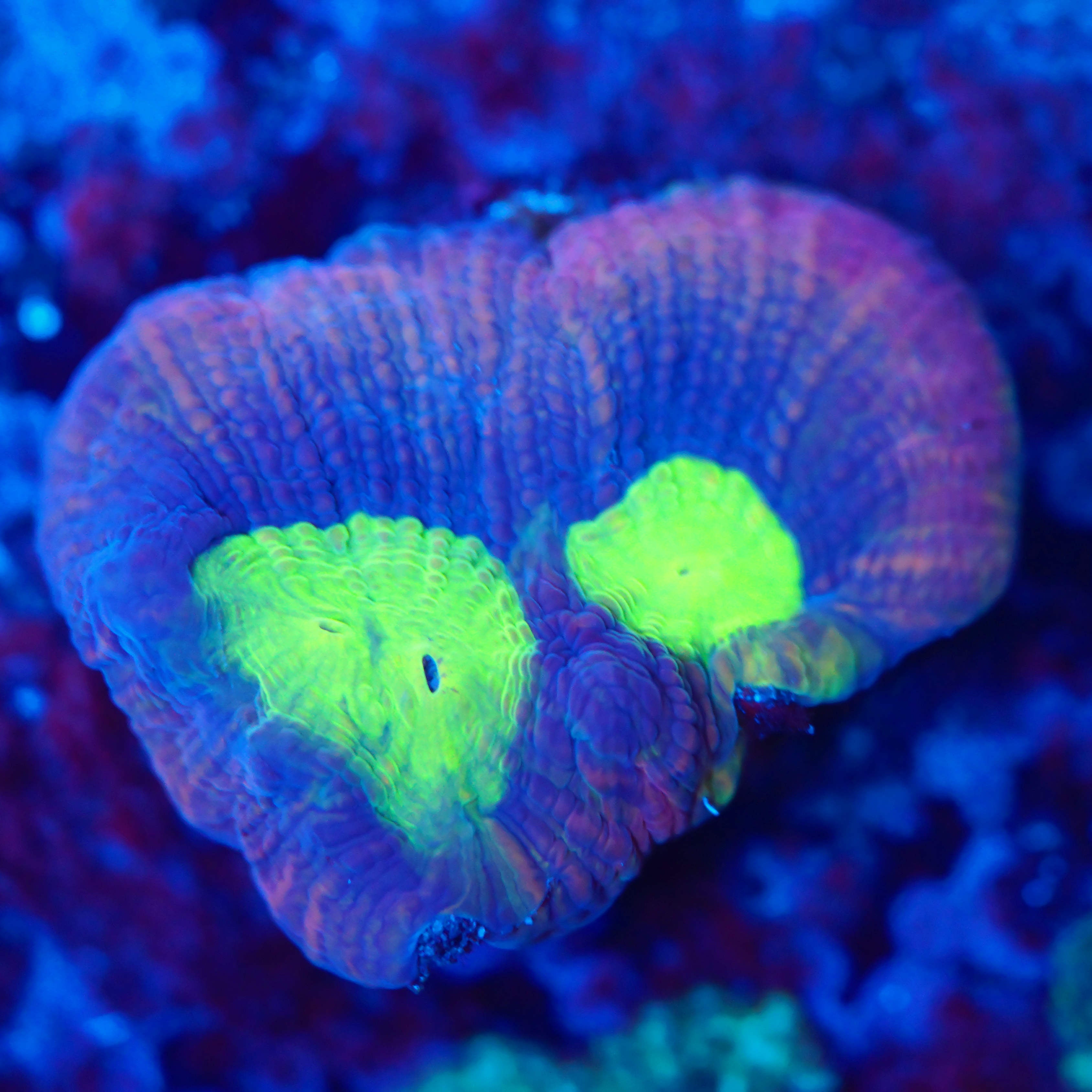 Goniastrea dragon soul