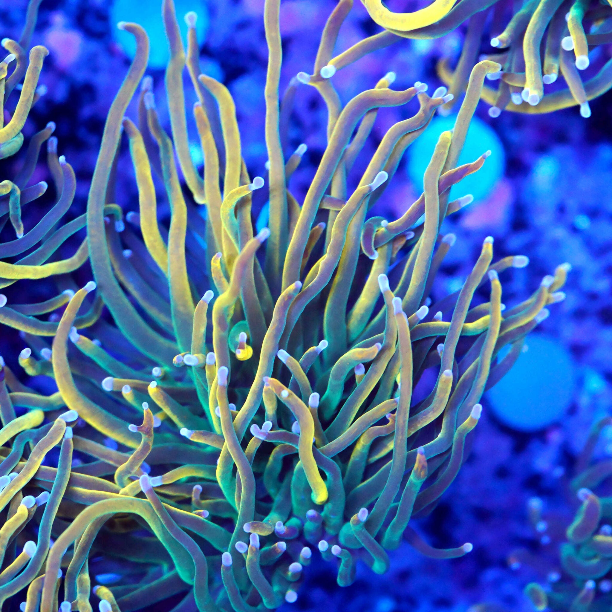 Euphyllia Glabrescens US style holy grail
