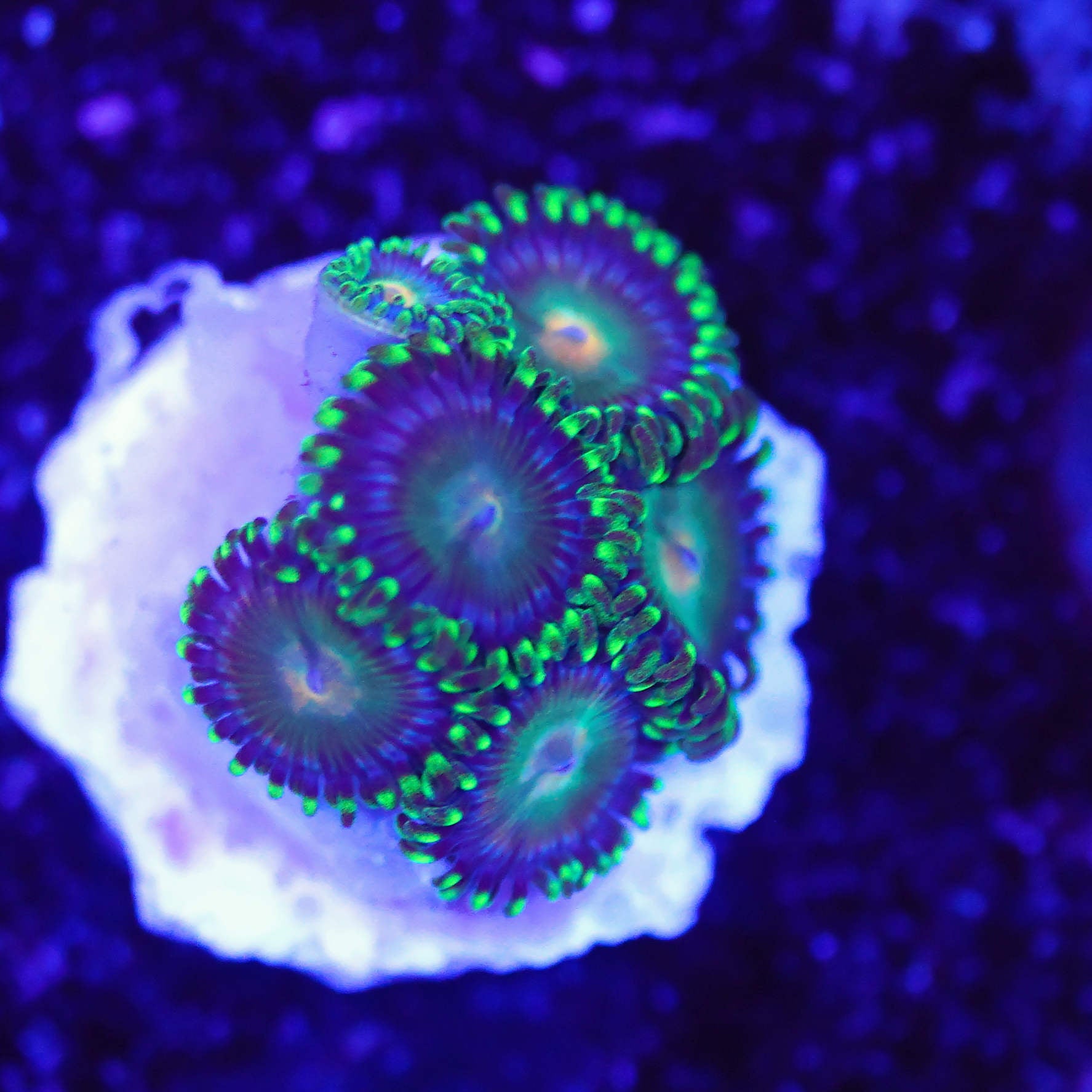 Zoanthus metallic green