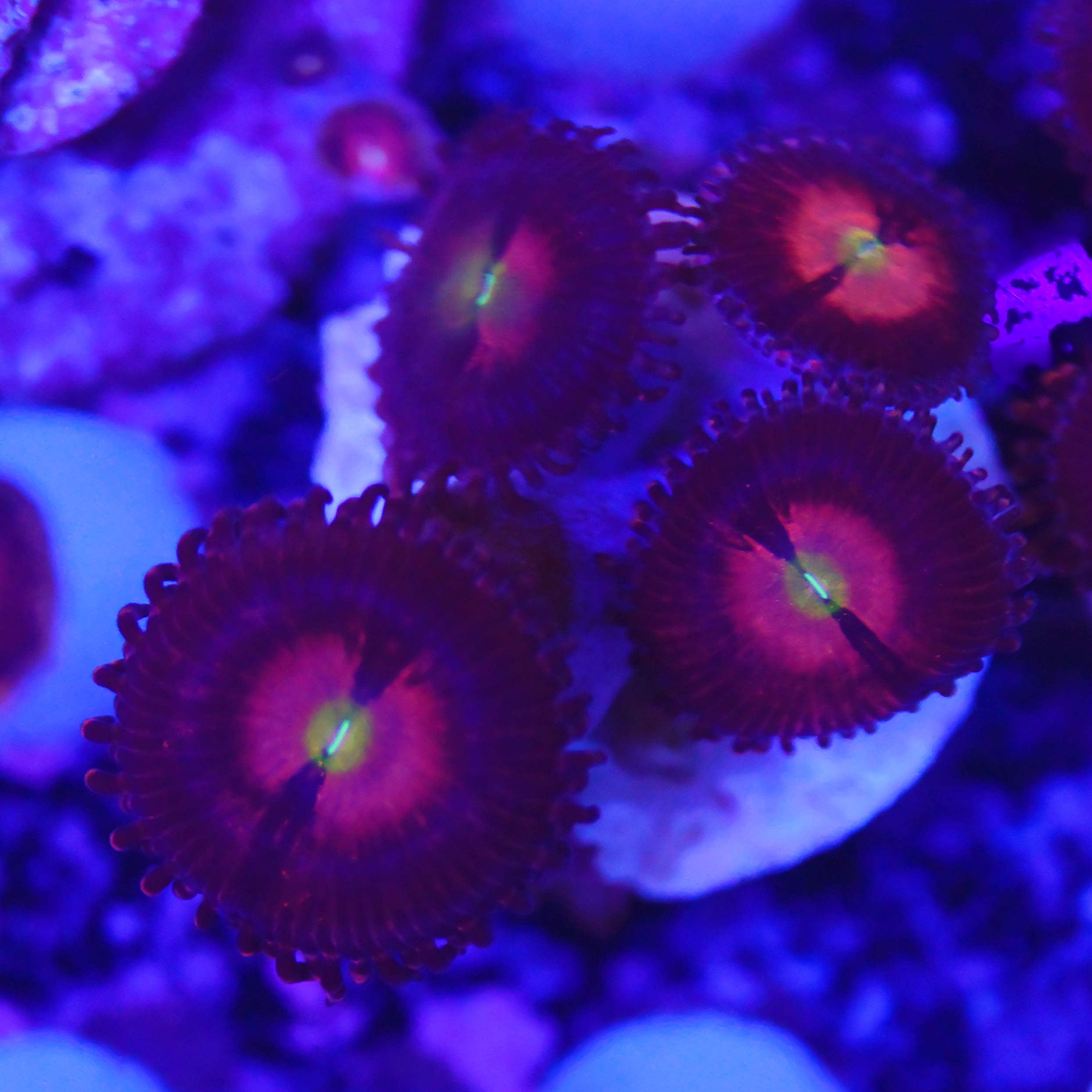 Zoanthus alien explosion