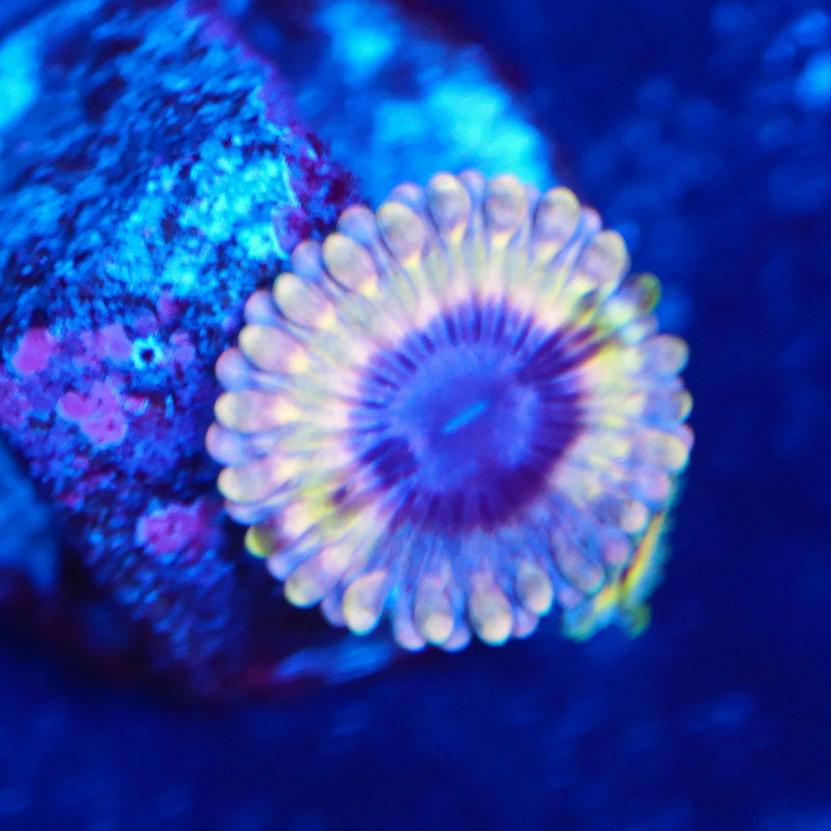 Zoanthus white walker