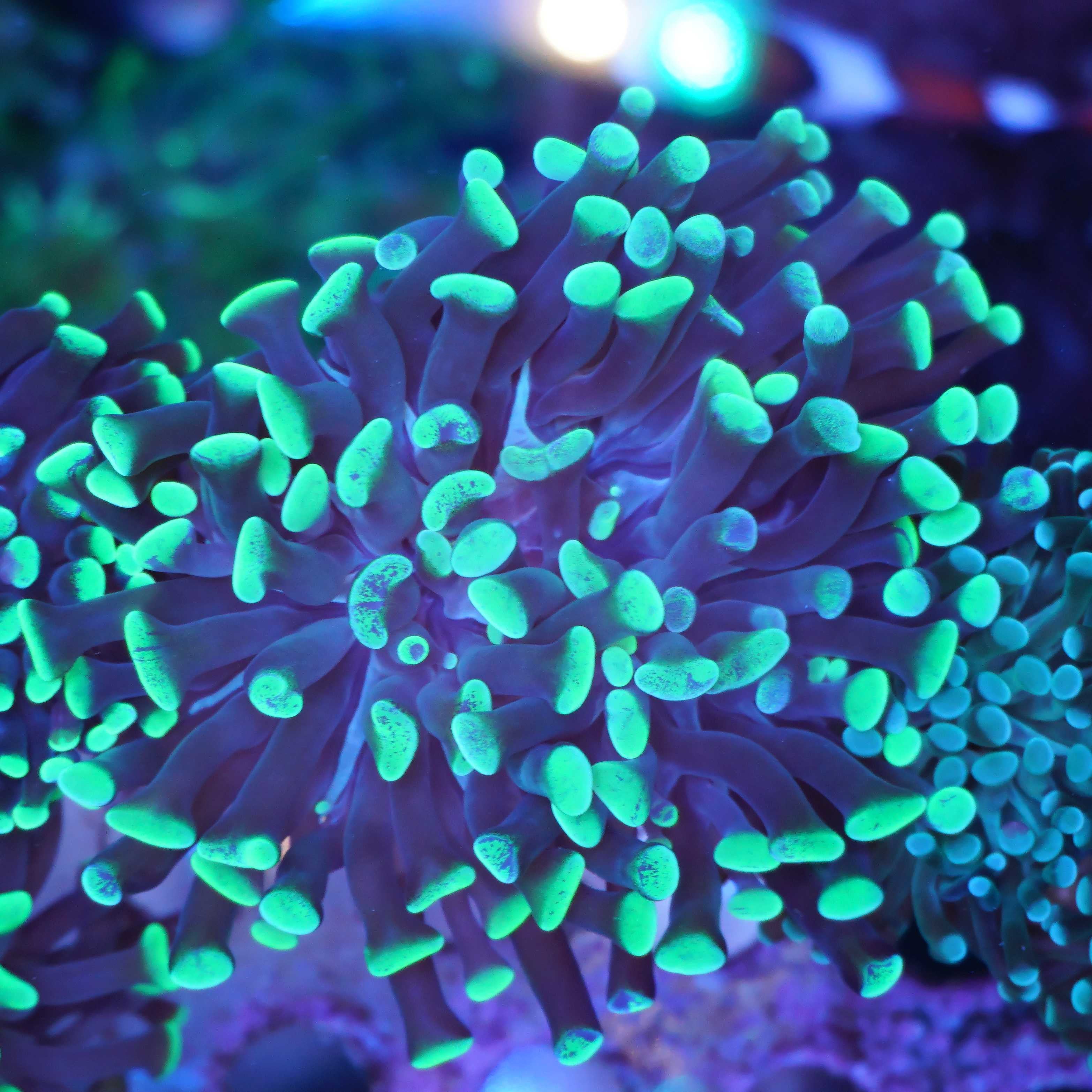 Euphyllia Paraancora green 1 Kopf Nachzuchtkoralle