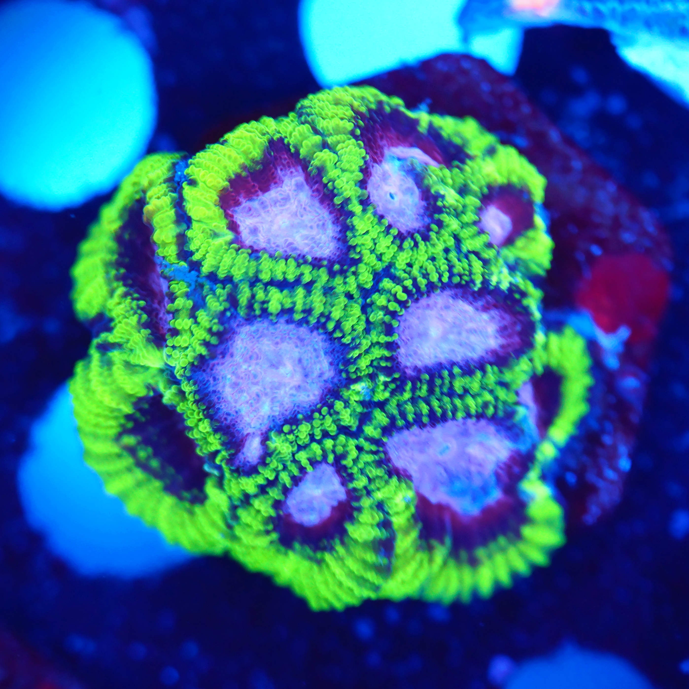 Favia Joker RARITÄT