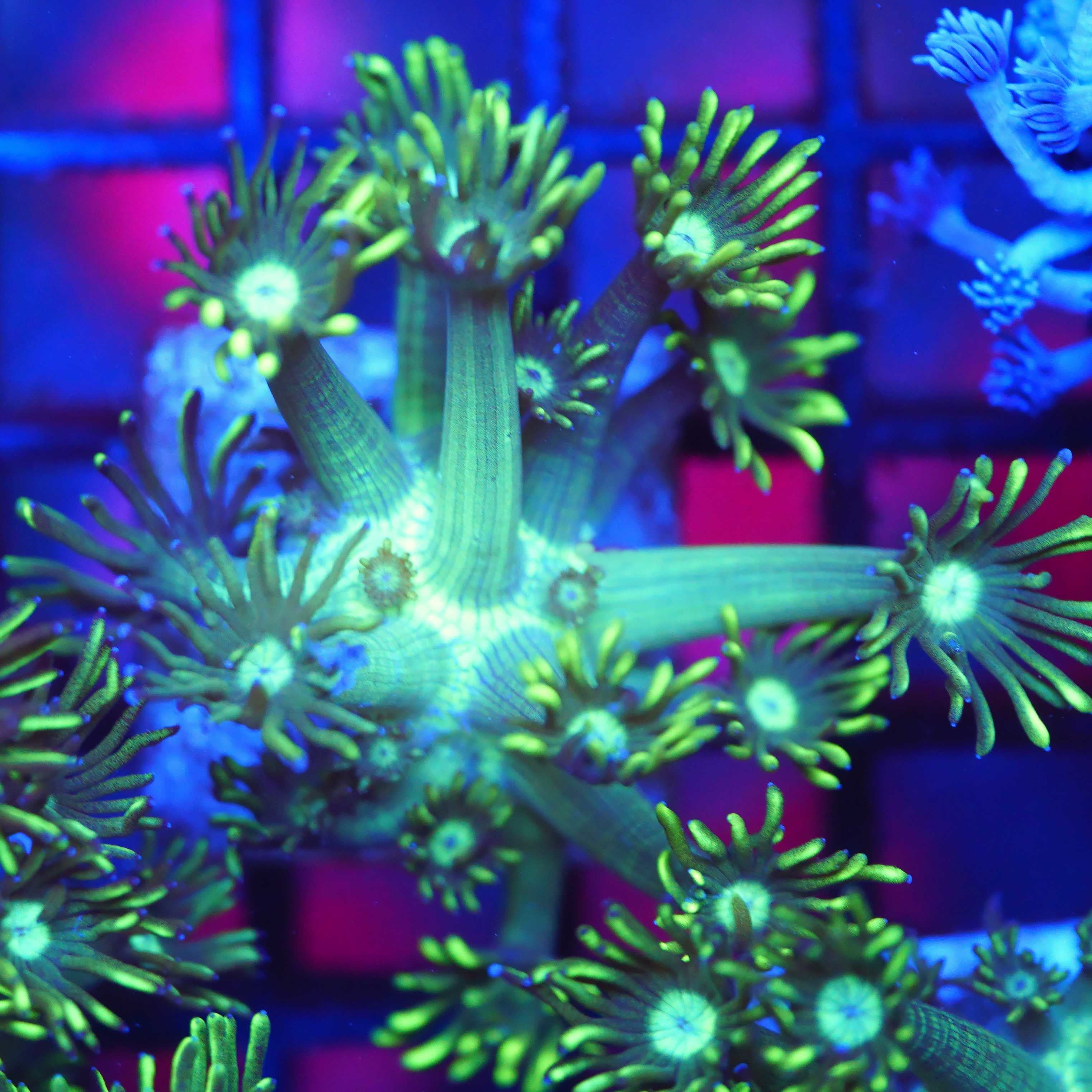 Goniopora metallic green aus Nachzucht