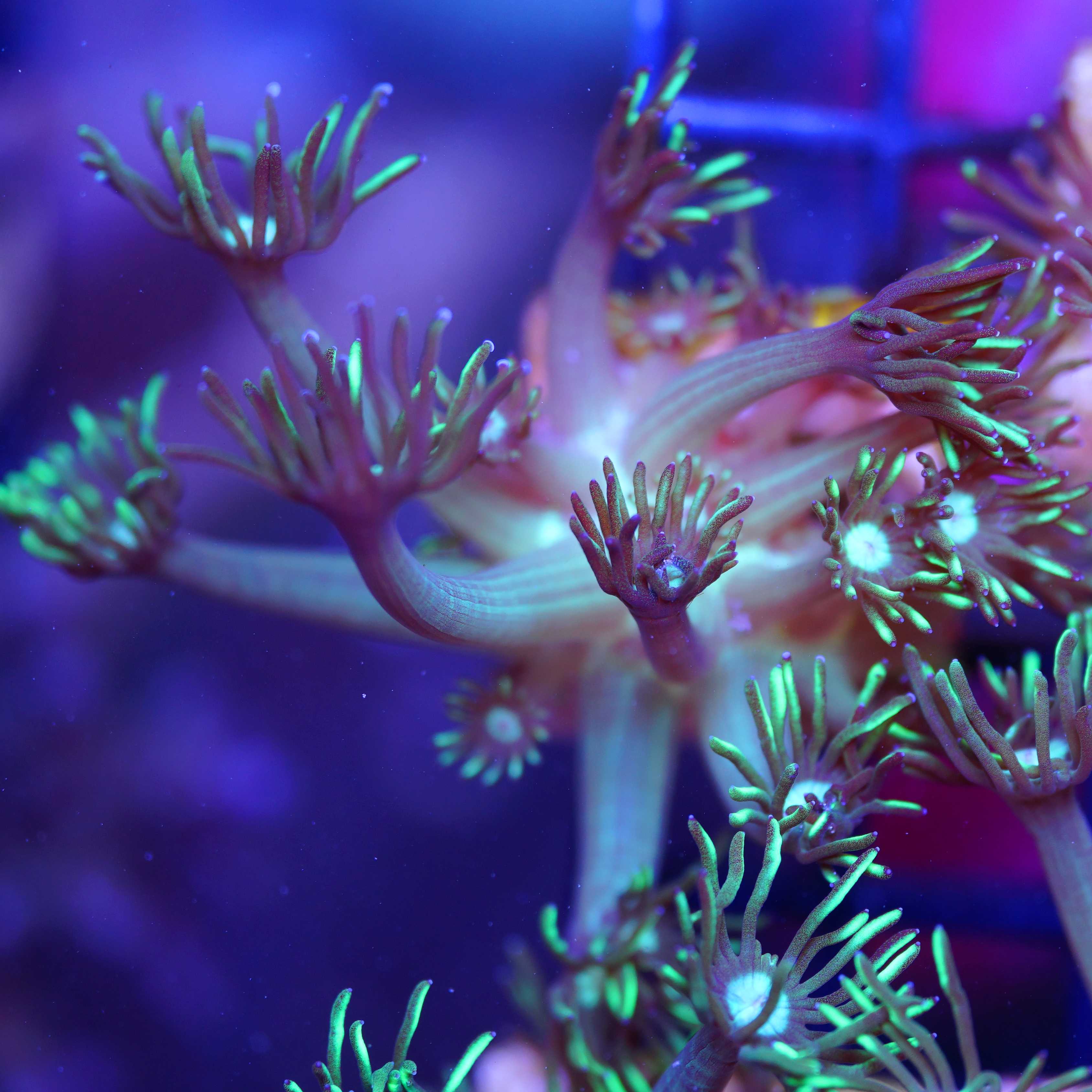 Goniopora metallic green aus Nachzucht